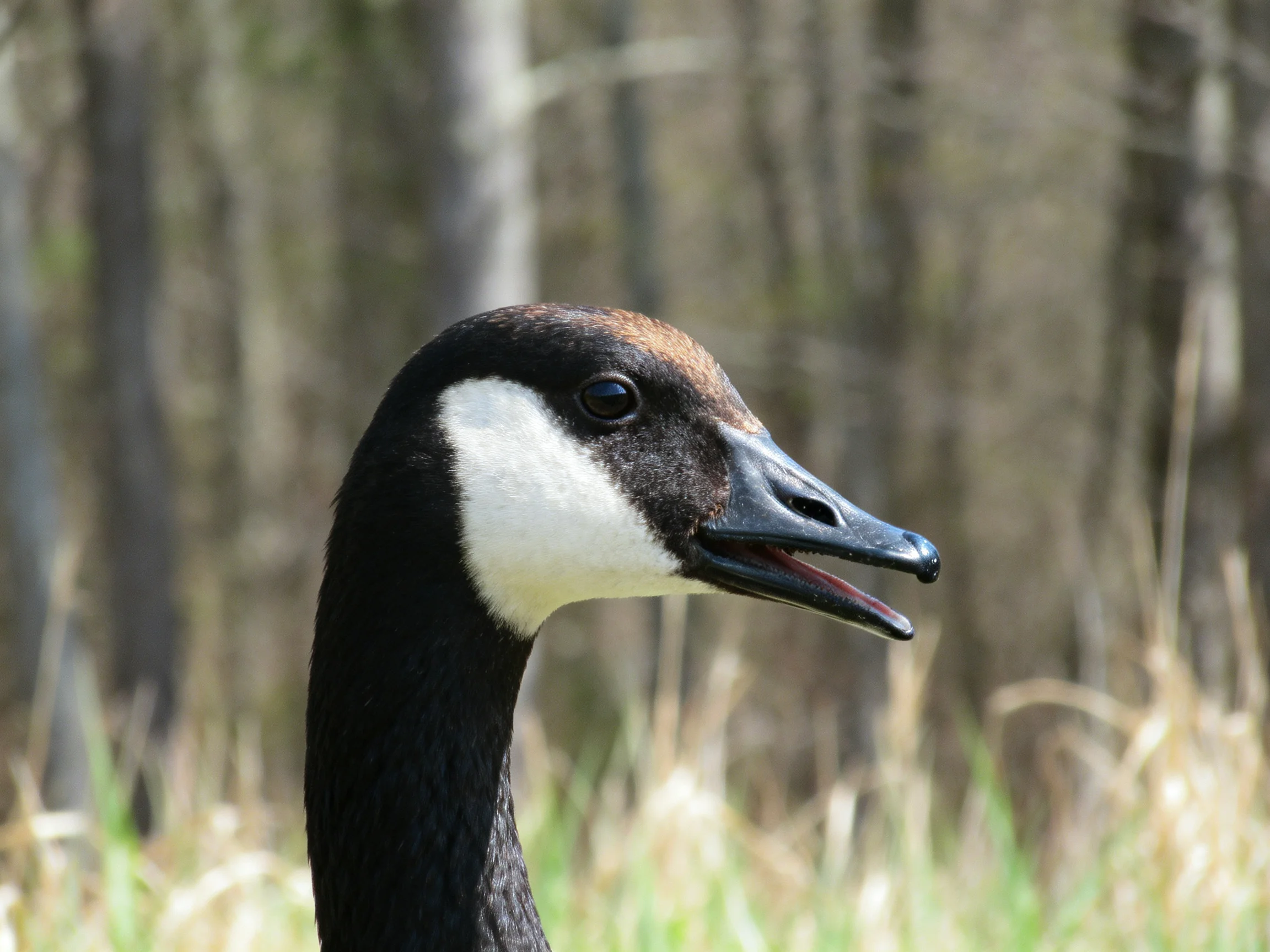 Close-up of a Canada goose with black and white plumage