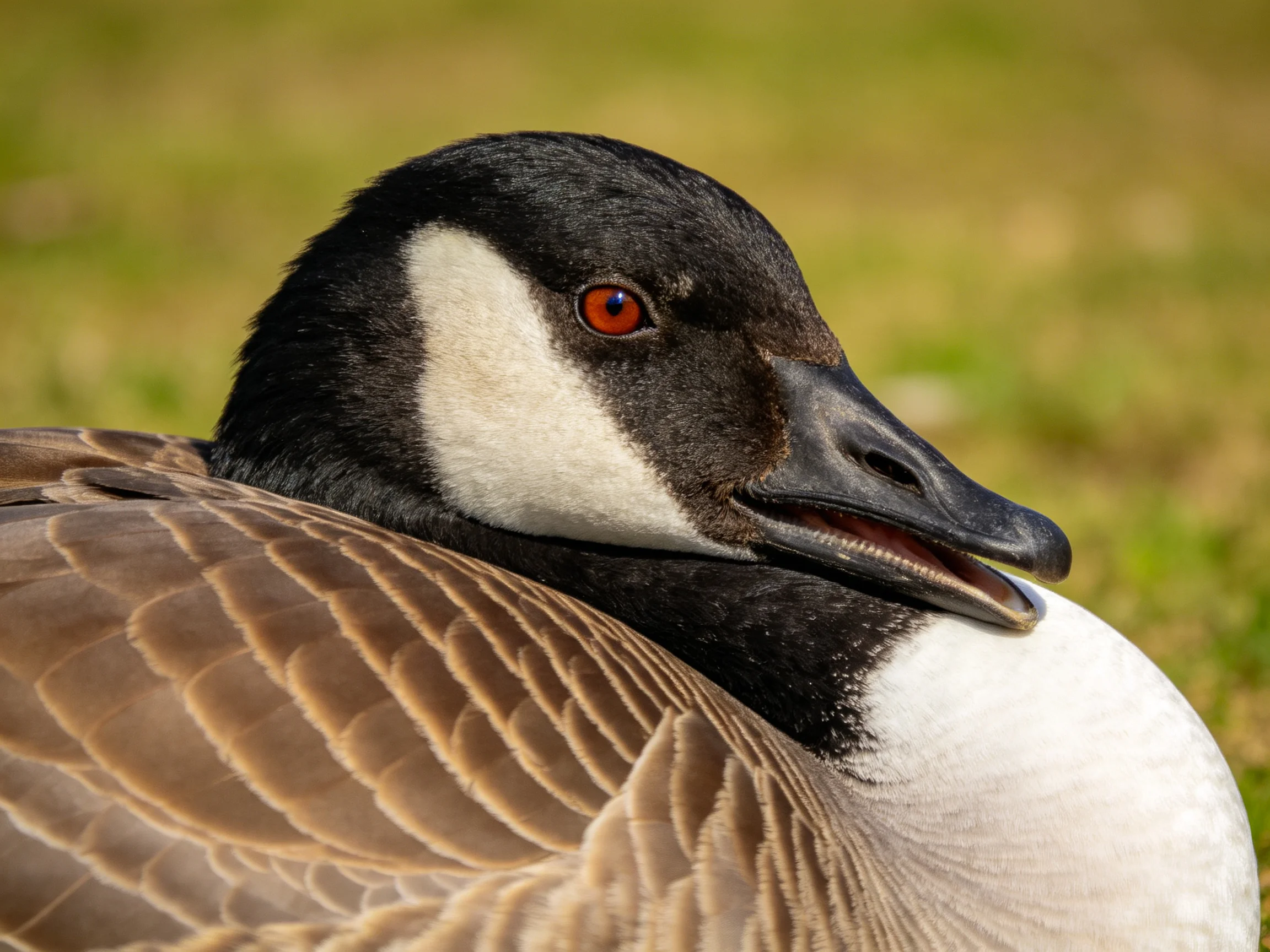 Close-up of a Canada goose with black, white, brown feathers