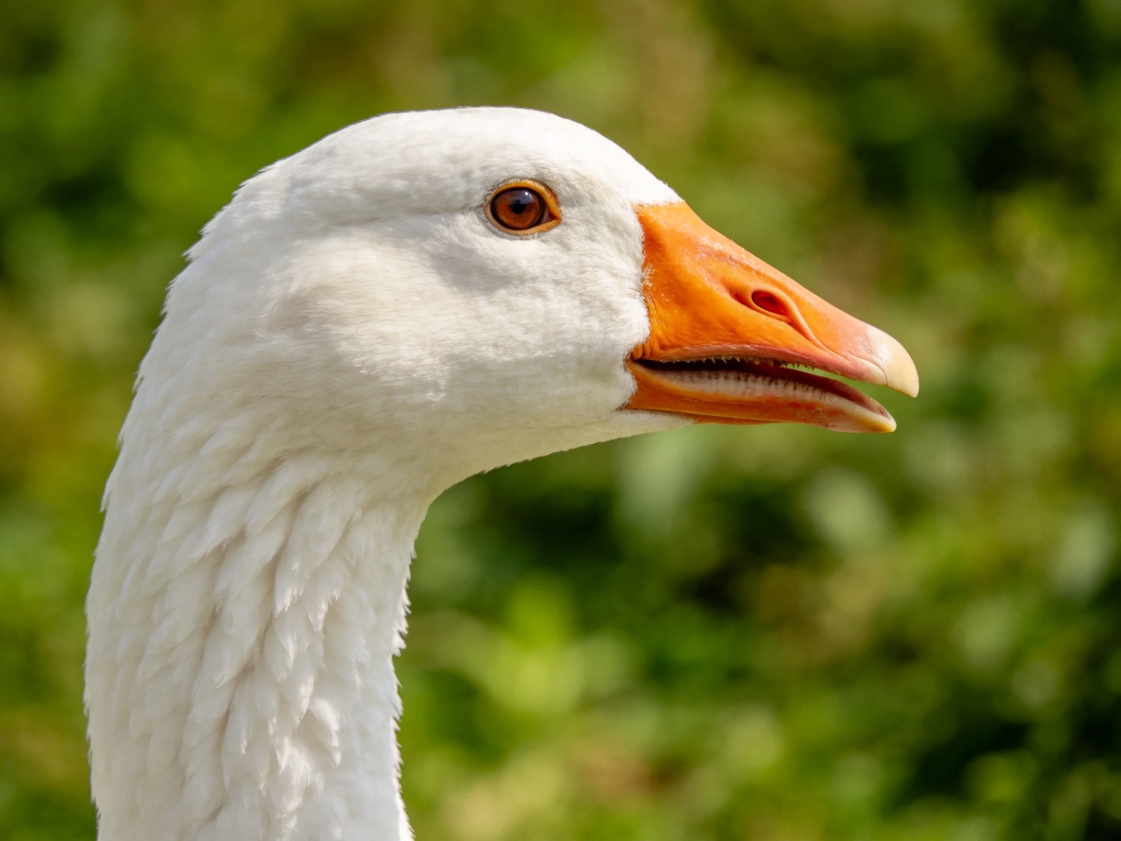 Close-up of a White Goose with Orange Beak Against Green Foliage