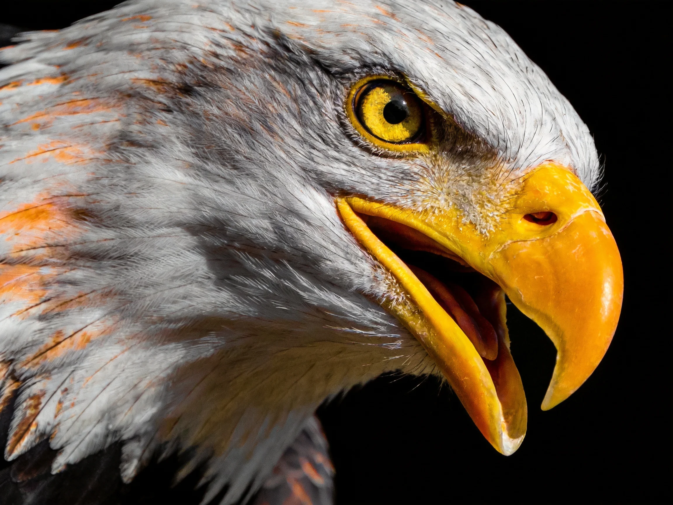 Close-up of a bald eagle with bright yellow beak and gray-white plumage