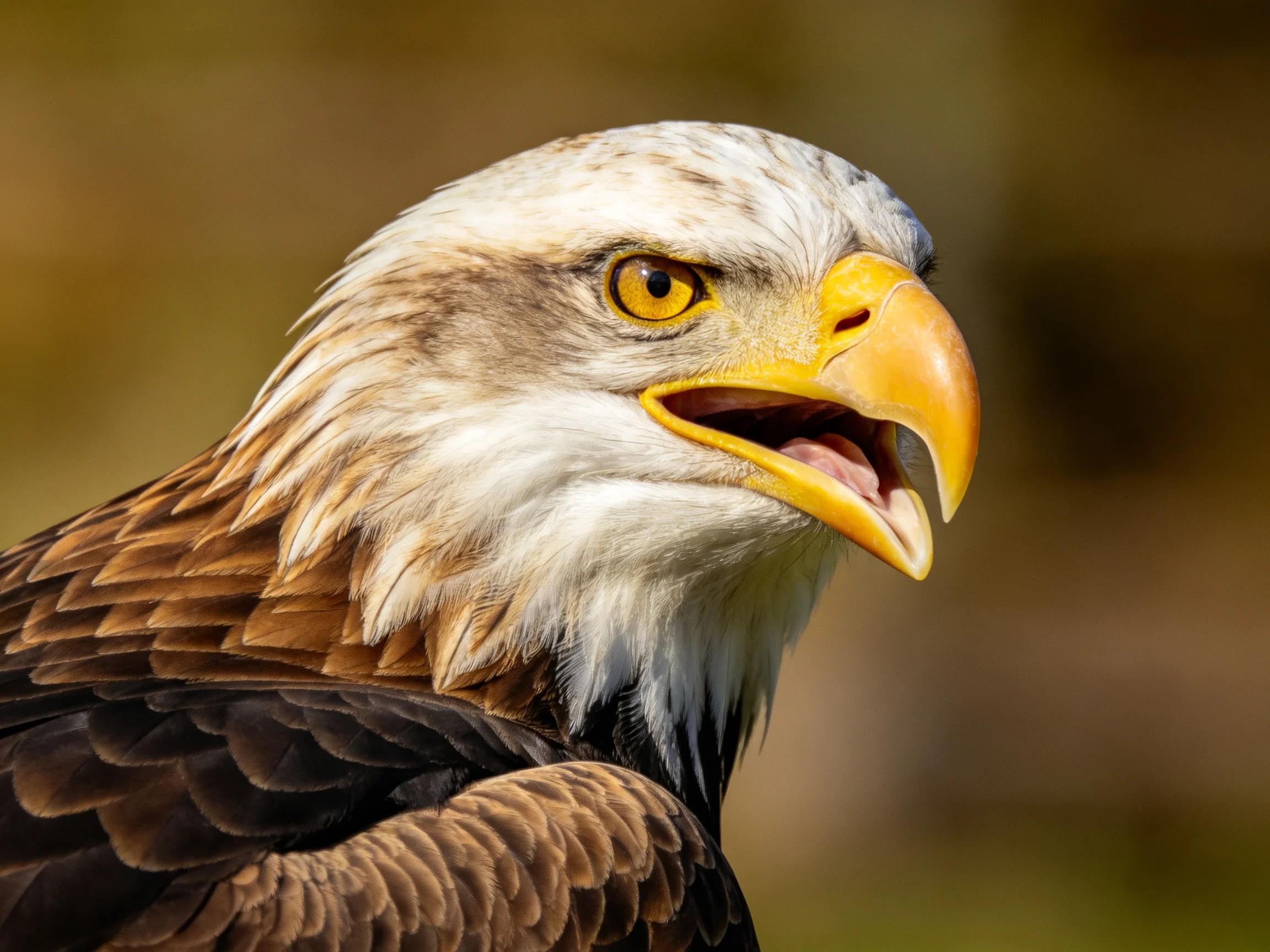 Close-up of a bald eagle with brown and white plumage