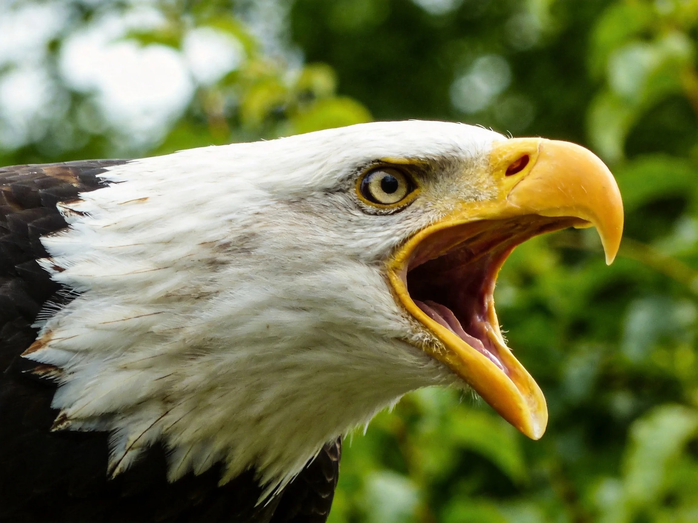 Close-up of a bald eagle with open beak near green foliage