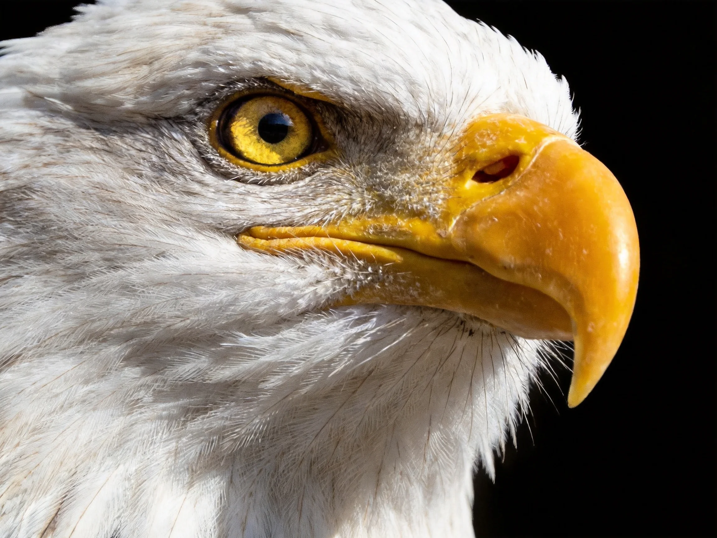 Close-up of a bald eagle with vibrant yellow beak and white plumage