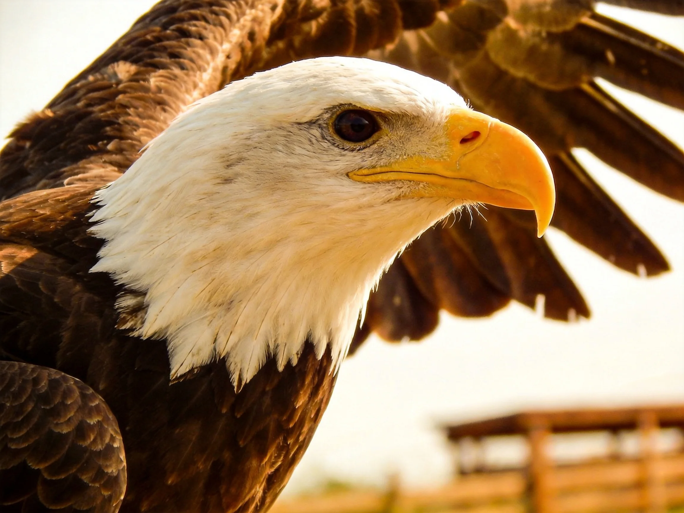 Close-up of a bald eagle with white head and brown wings