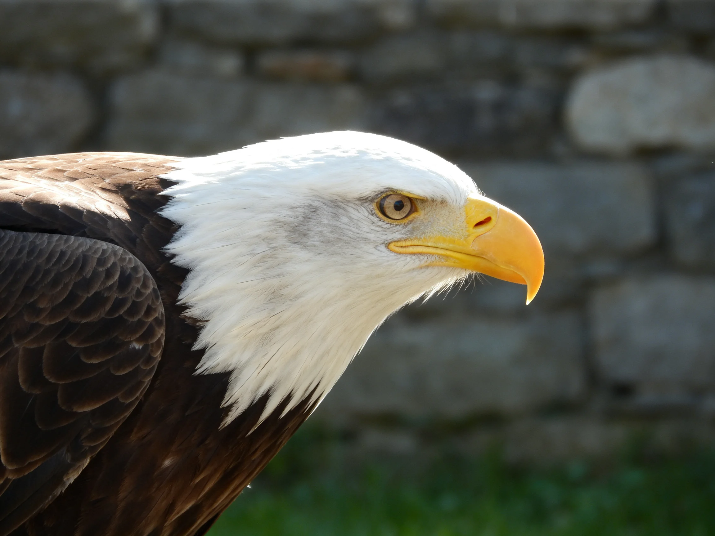 Close-up of a bald eagle with white head and dark brown feathers