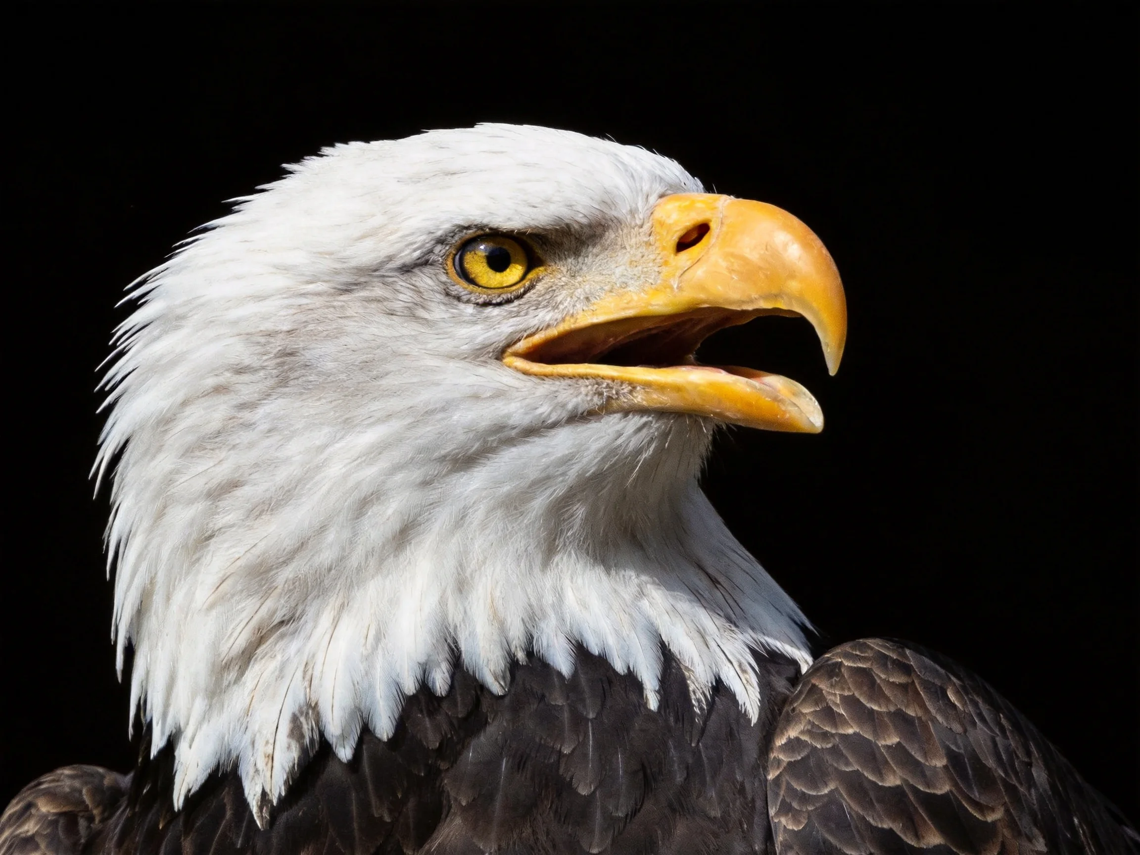 Close-up of a bald eagle with white head and yellow beak