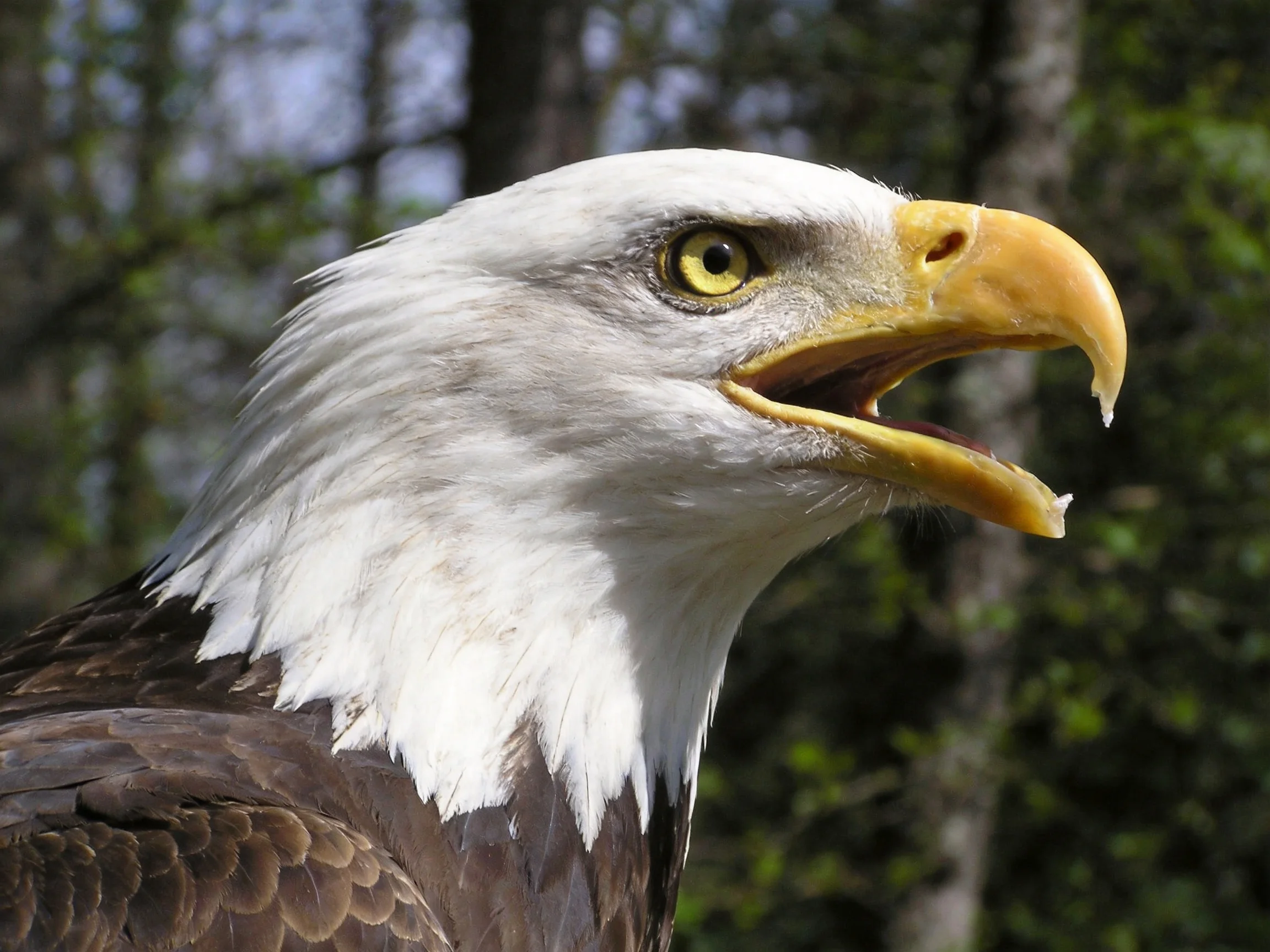 Close-up of a bald eagle with white head and yellow beak