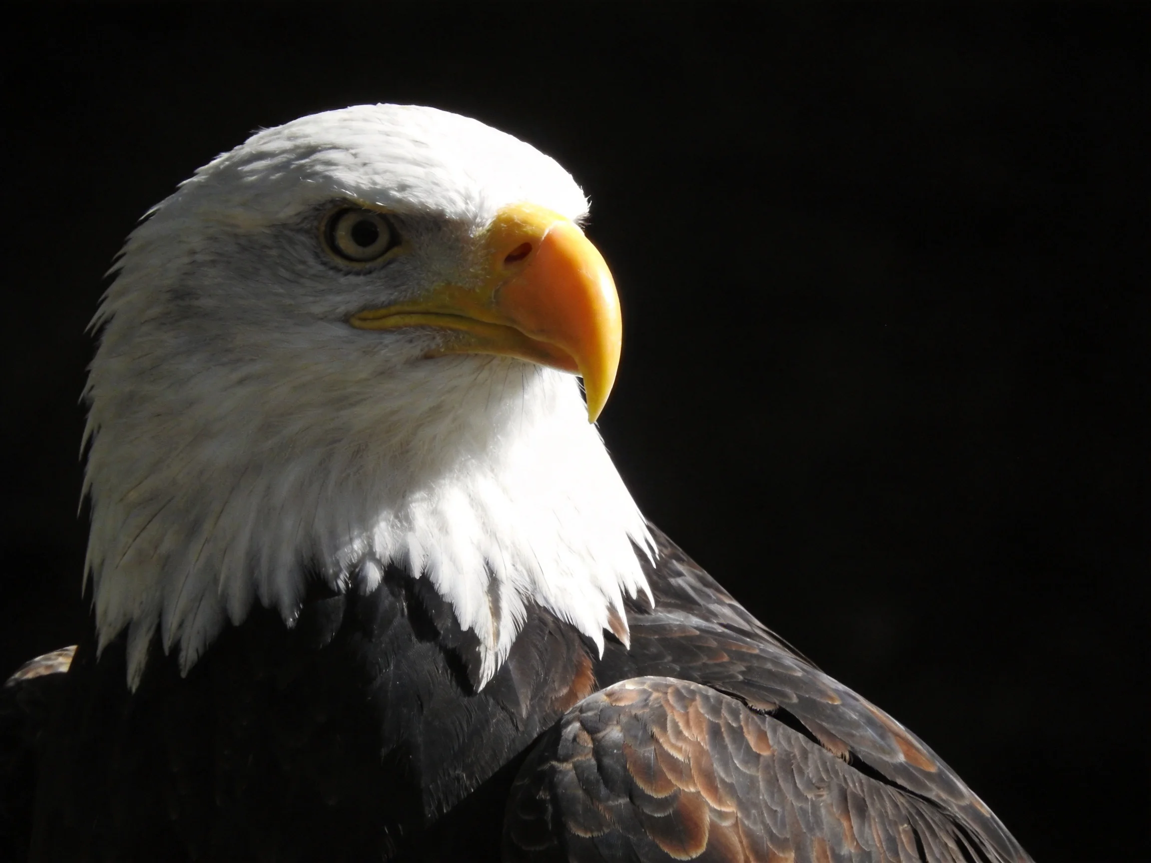 Close-up of a bald eagle with white head and yellow beak