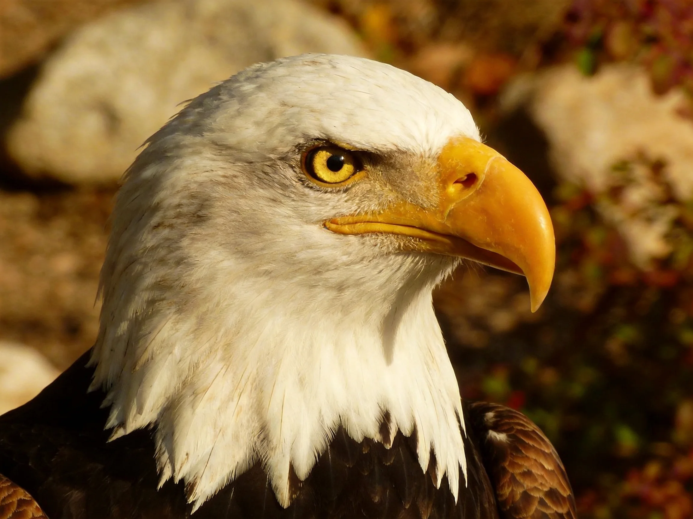Close-up of a bald eagle with white head and yellow beak