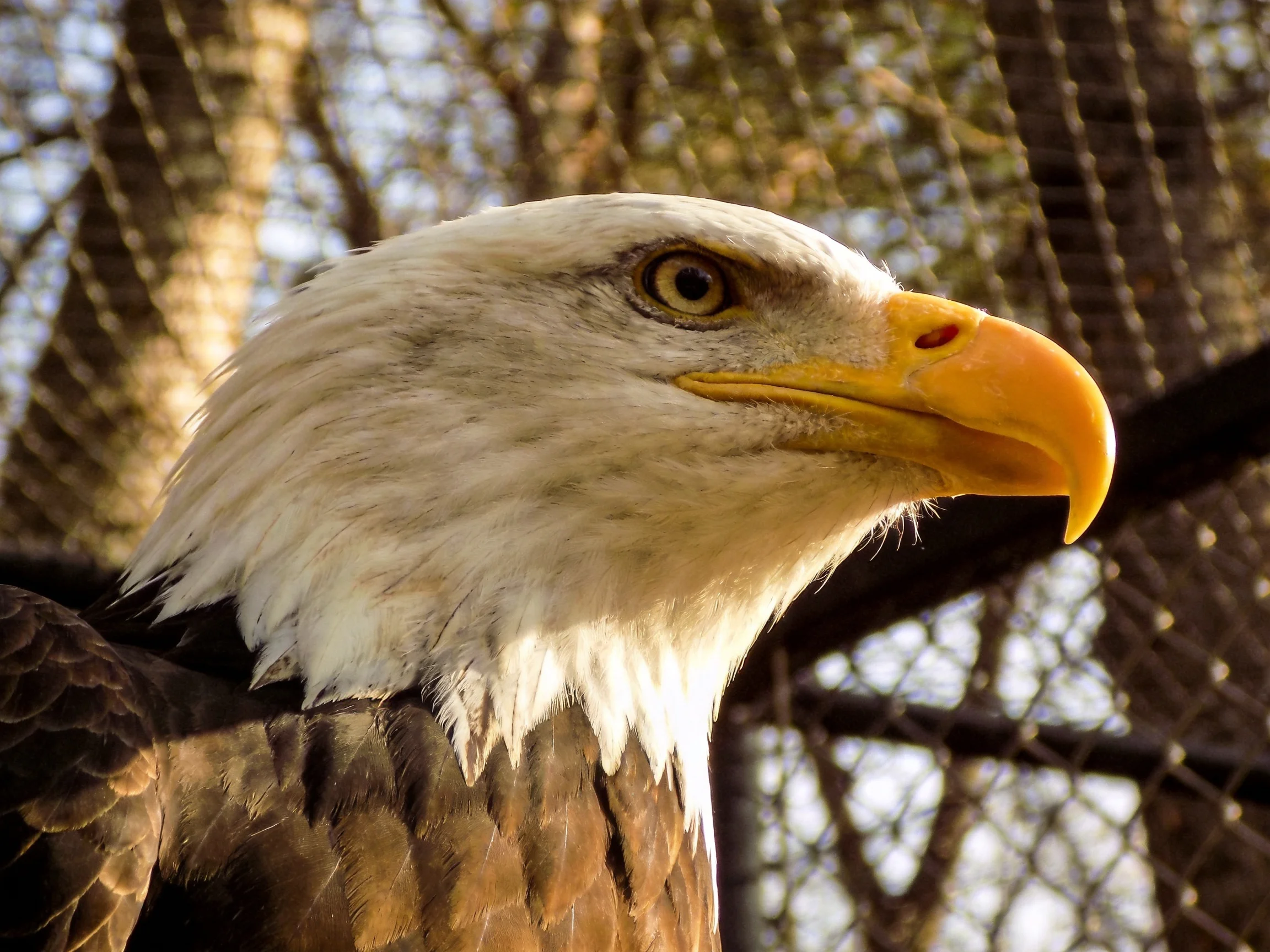Close-up of a bald eagle with white head and yellow beak