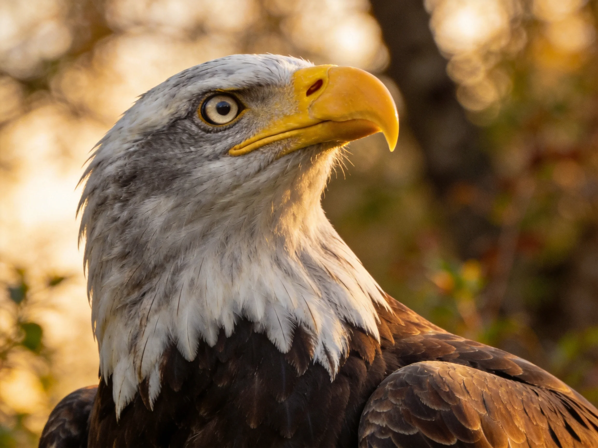 Close-up of a bald eagle with white head and yellow beak