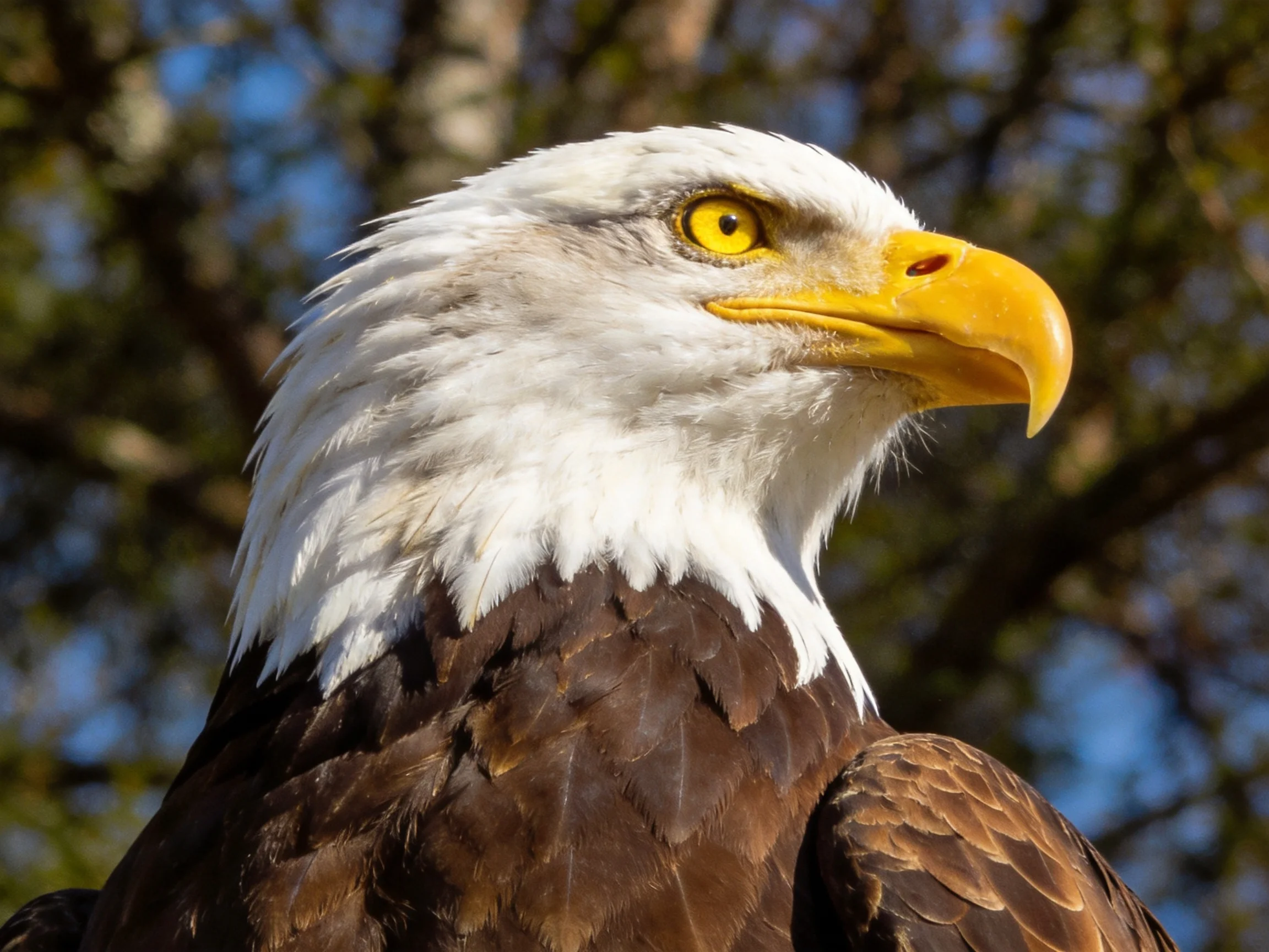 Close - up of a bald eagle with white head and yellow beak
