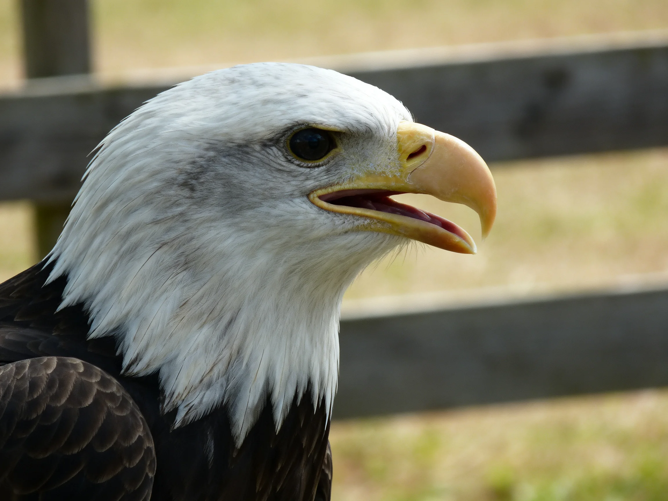 A close-up of a bald eagle displaying its white head and yellow beak.
