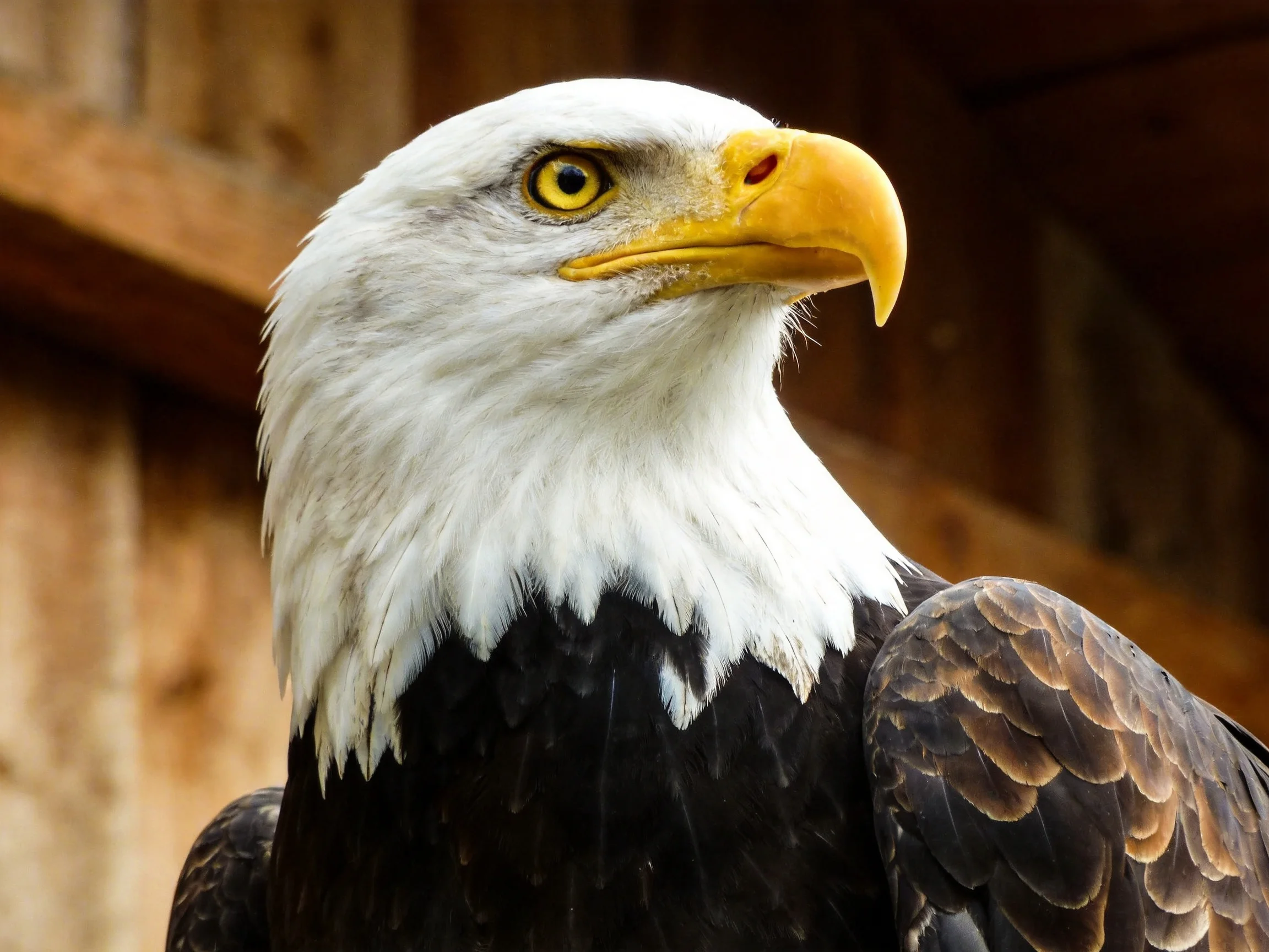 Close-up of a bald eagle with white head and yellow hooked beak