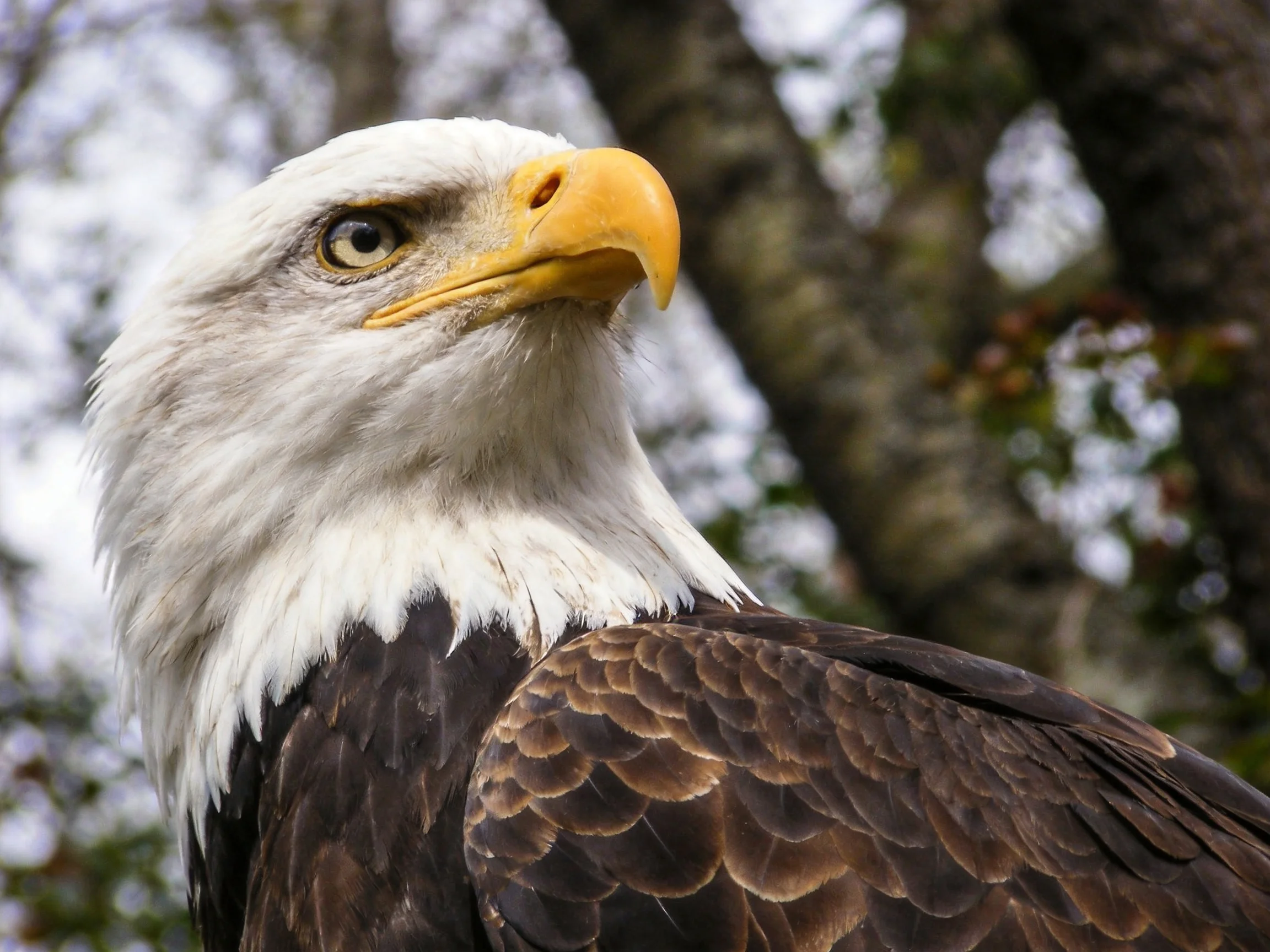 Close-up of a bald eagle with white head and yellow hooked beak