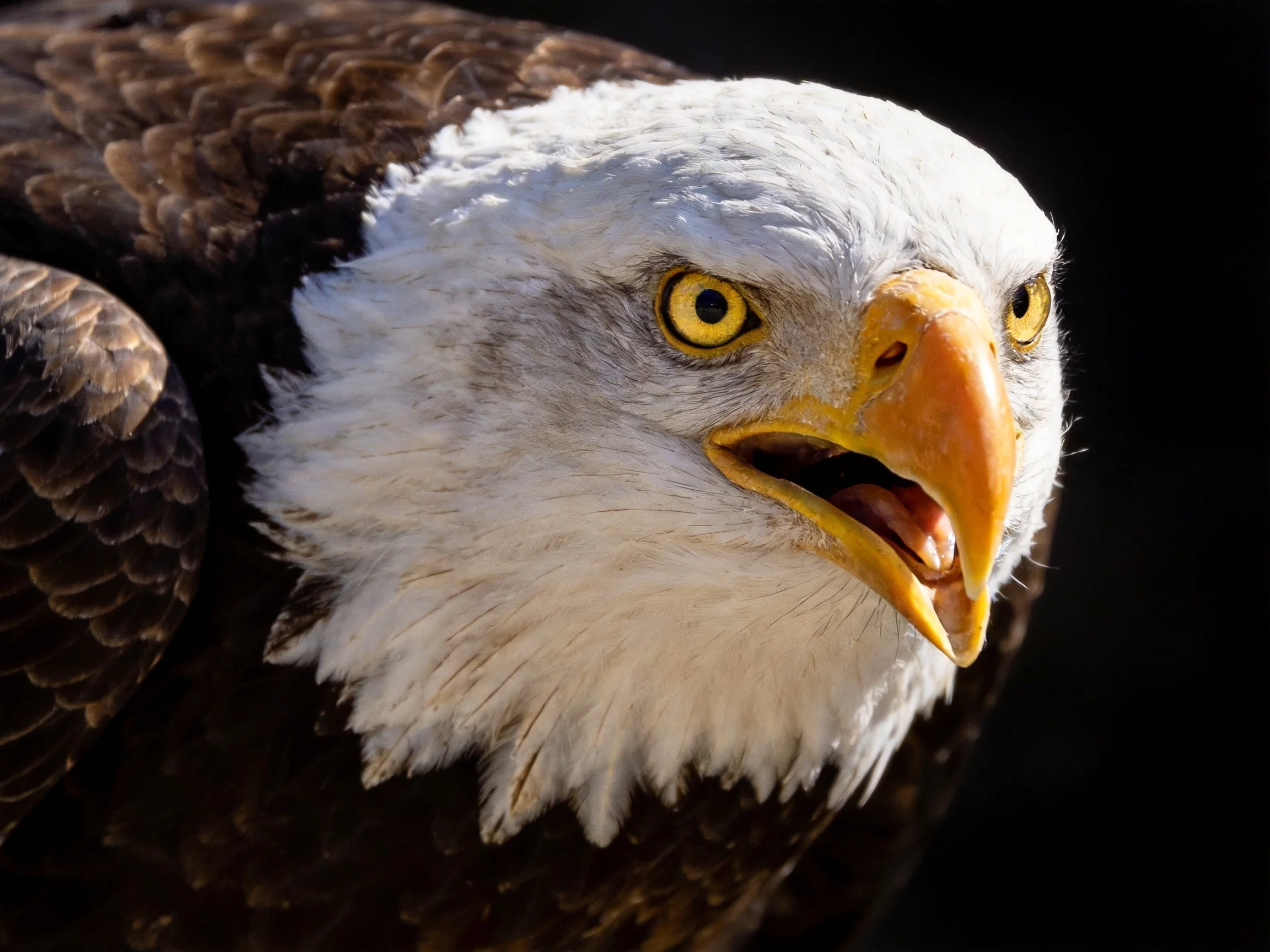 Close-up of a bald eagle with white head, brown wings, and orange beak