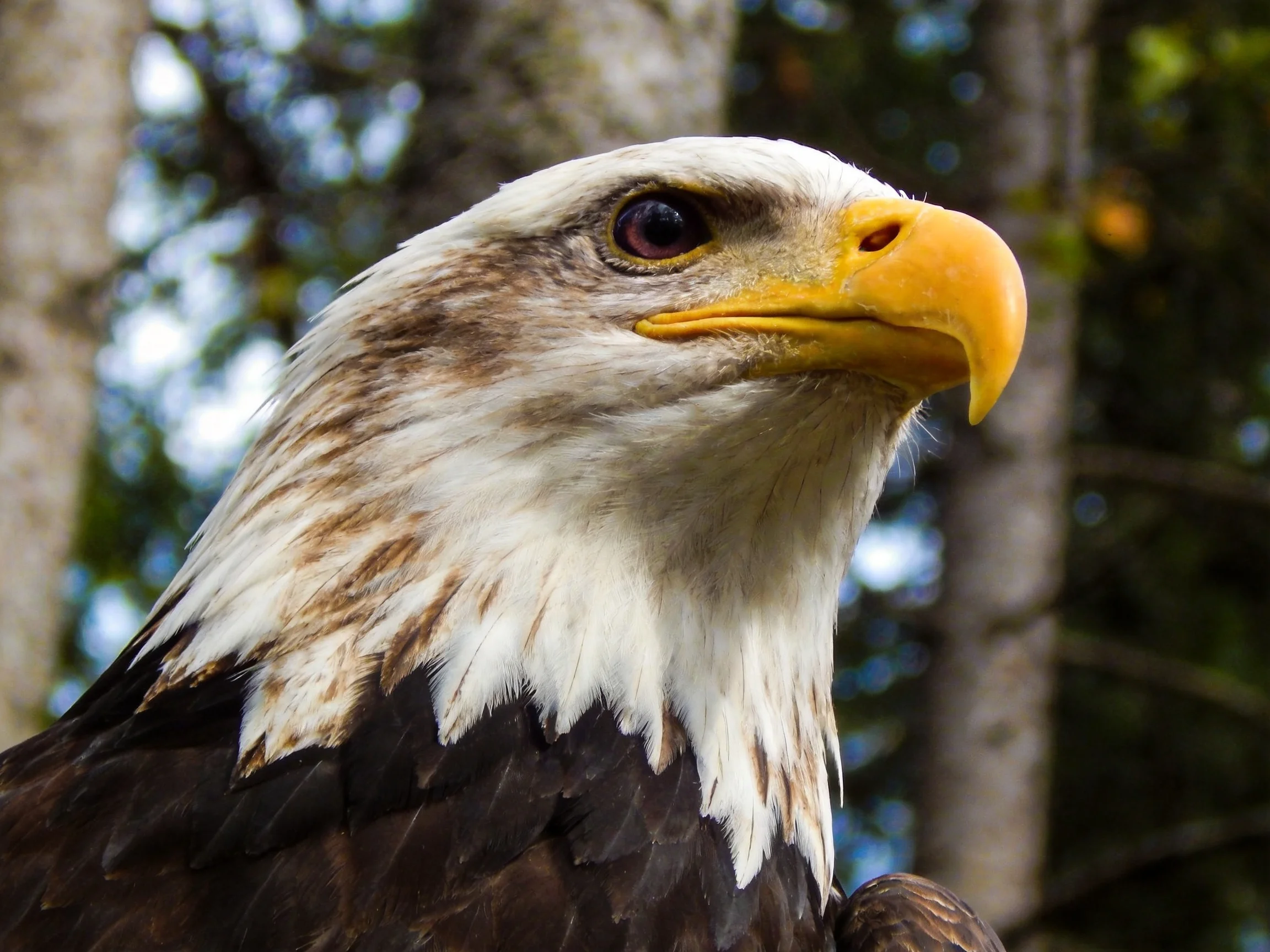 Close-up of a bald eagle with white head, yellow beak, and brown feathers