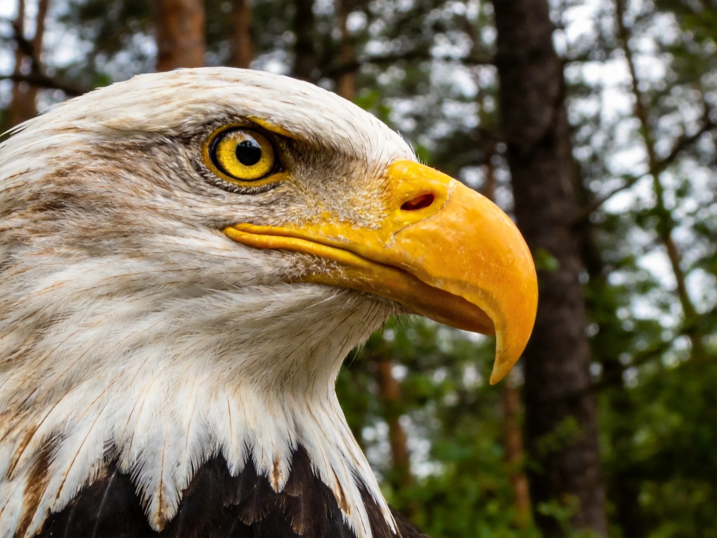 Close-up of a bald eagle with white head, yellow beak, and forest backdrop