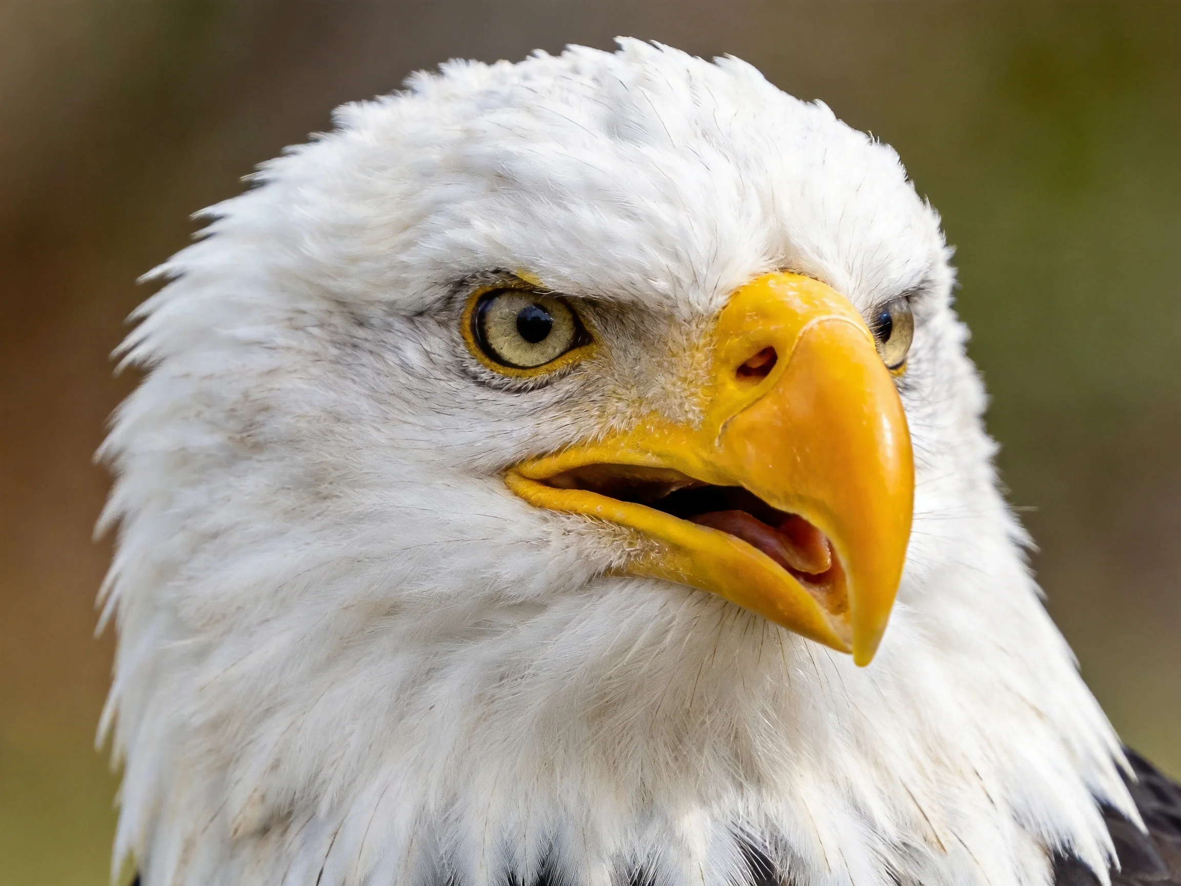 Close-up of a bald eagle with white plumage and bright yellow beak