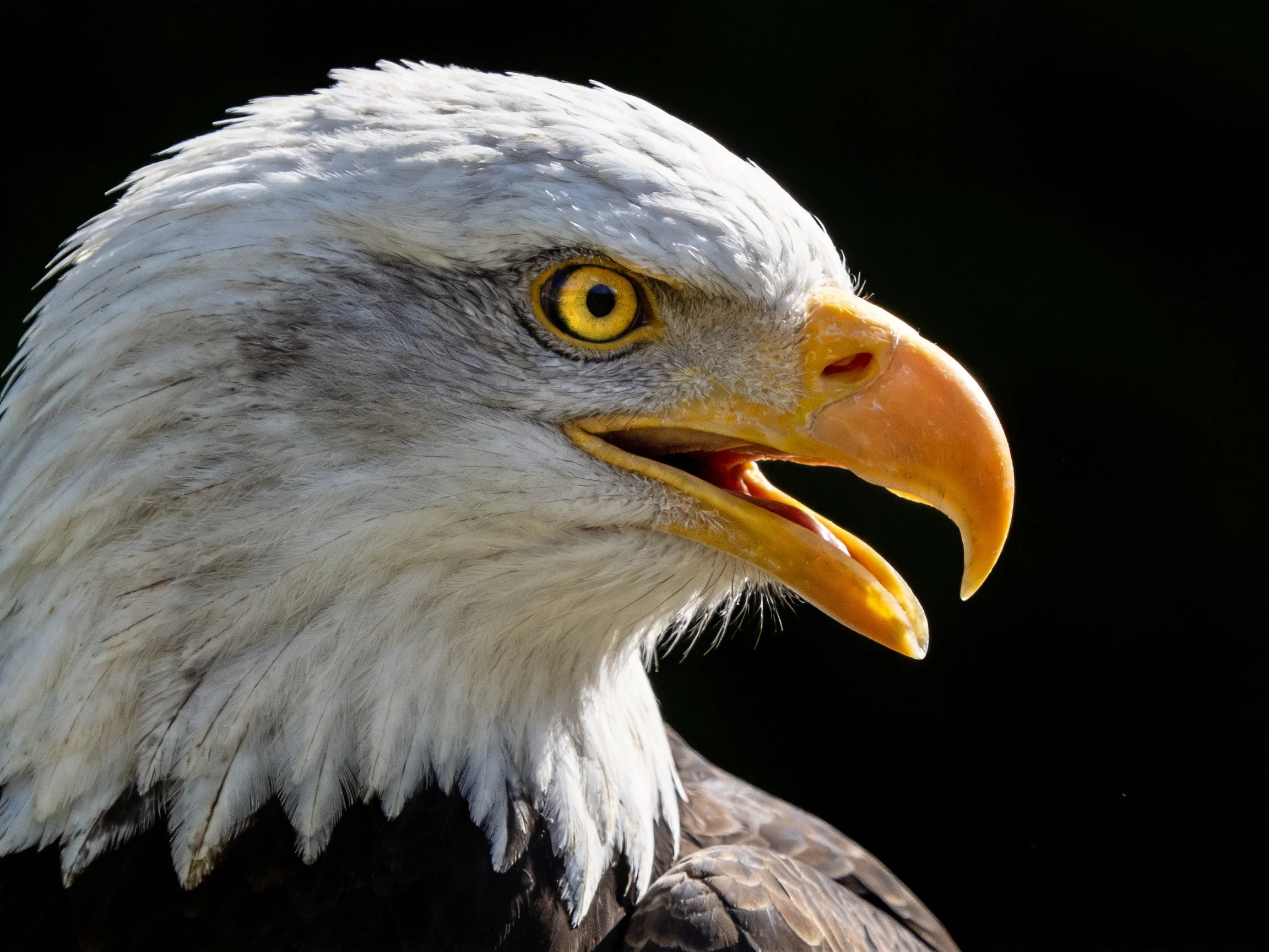 Close-up of a bald eagle with white plumage and orange beak