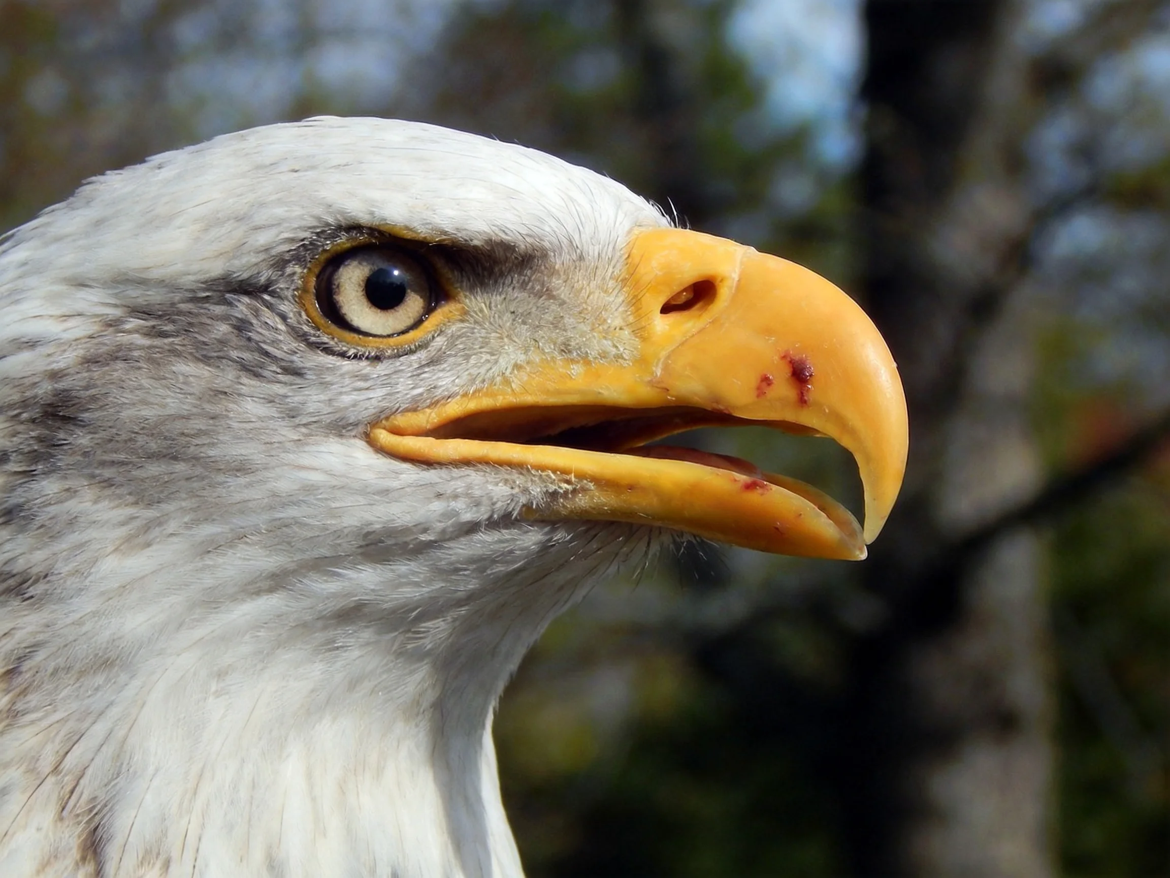 Close - up of a bald eagle with yellow beak and white plumage
