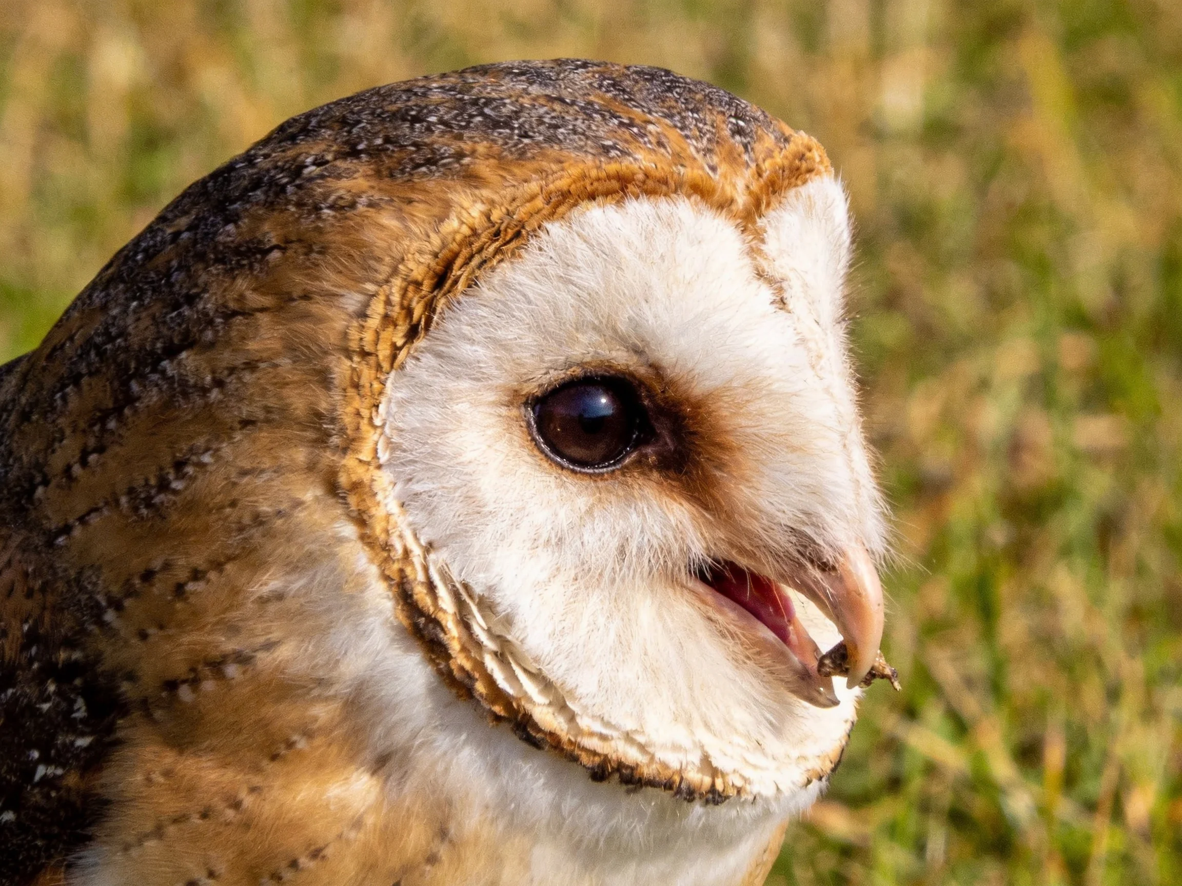 Close-up of a barn owl with brown and white plumage