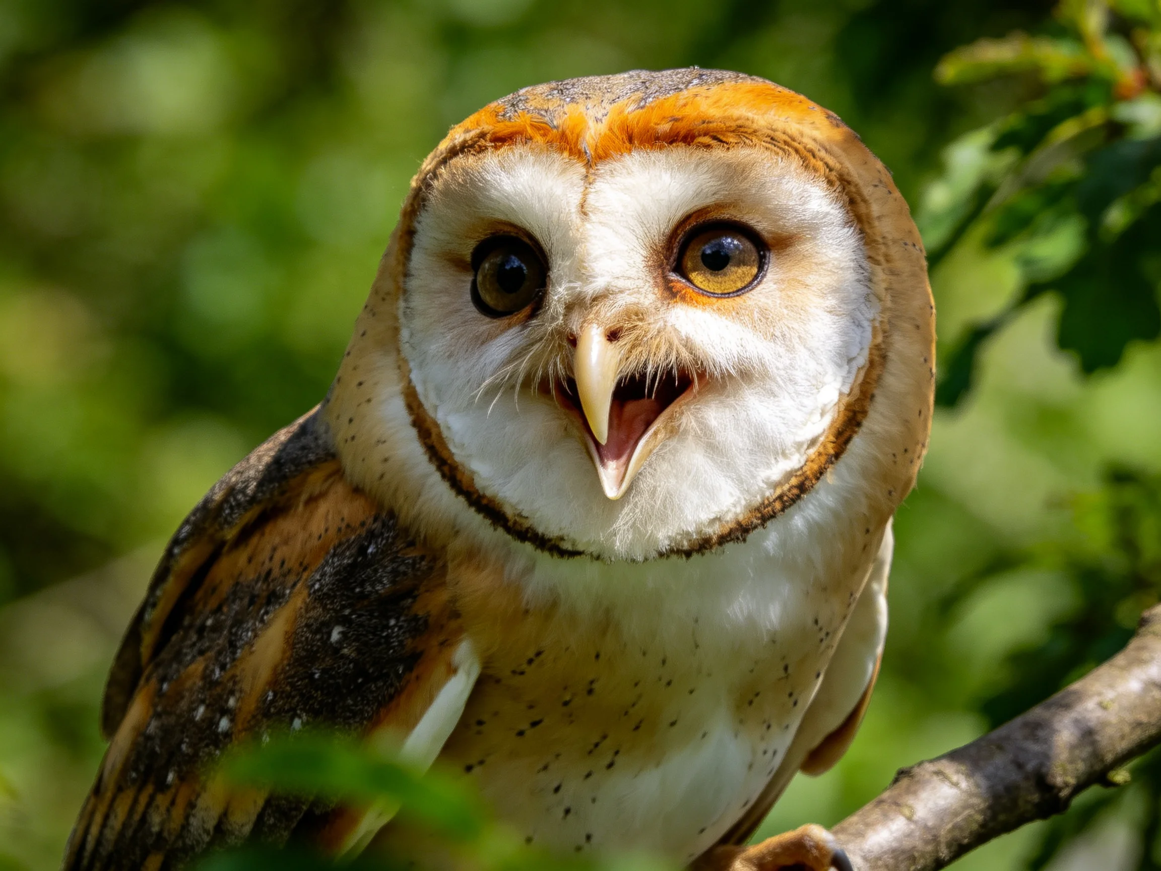 Close-up of a barn owl with orange and brown plumage