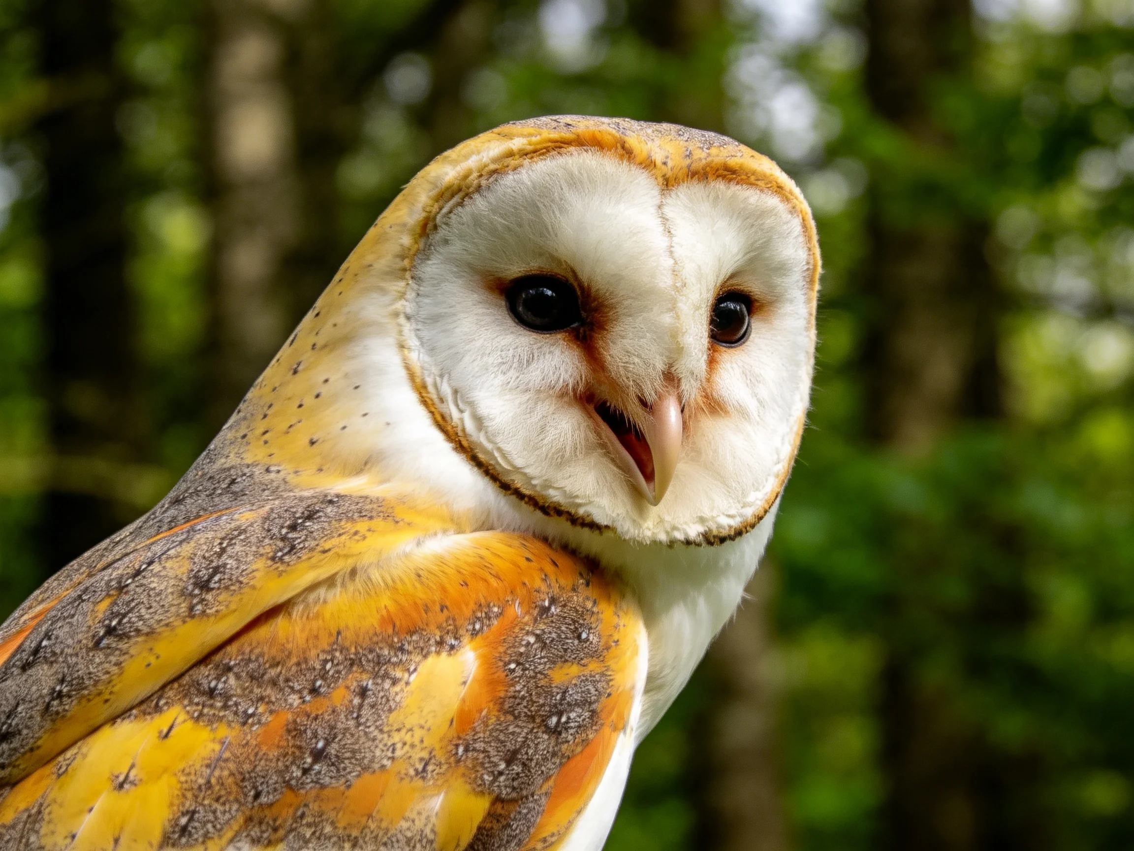 Close-up of a barn owl with orange and gray feathers