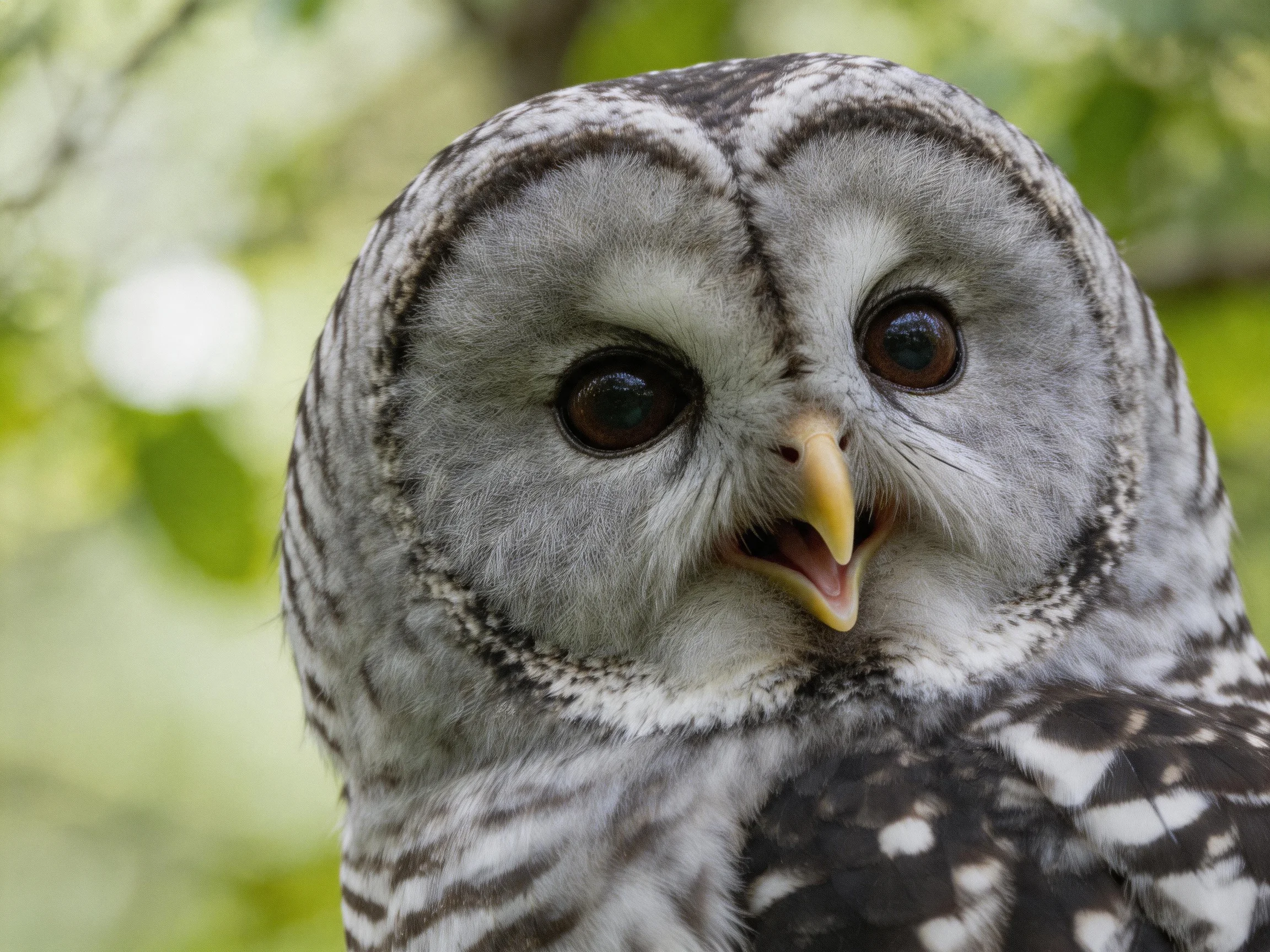 Close-up of a barred owl with gray and black plumage