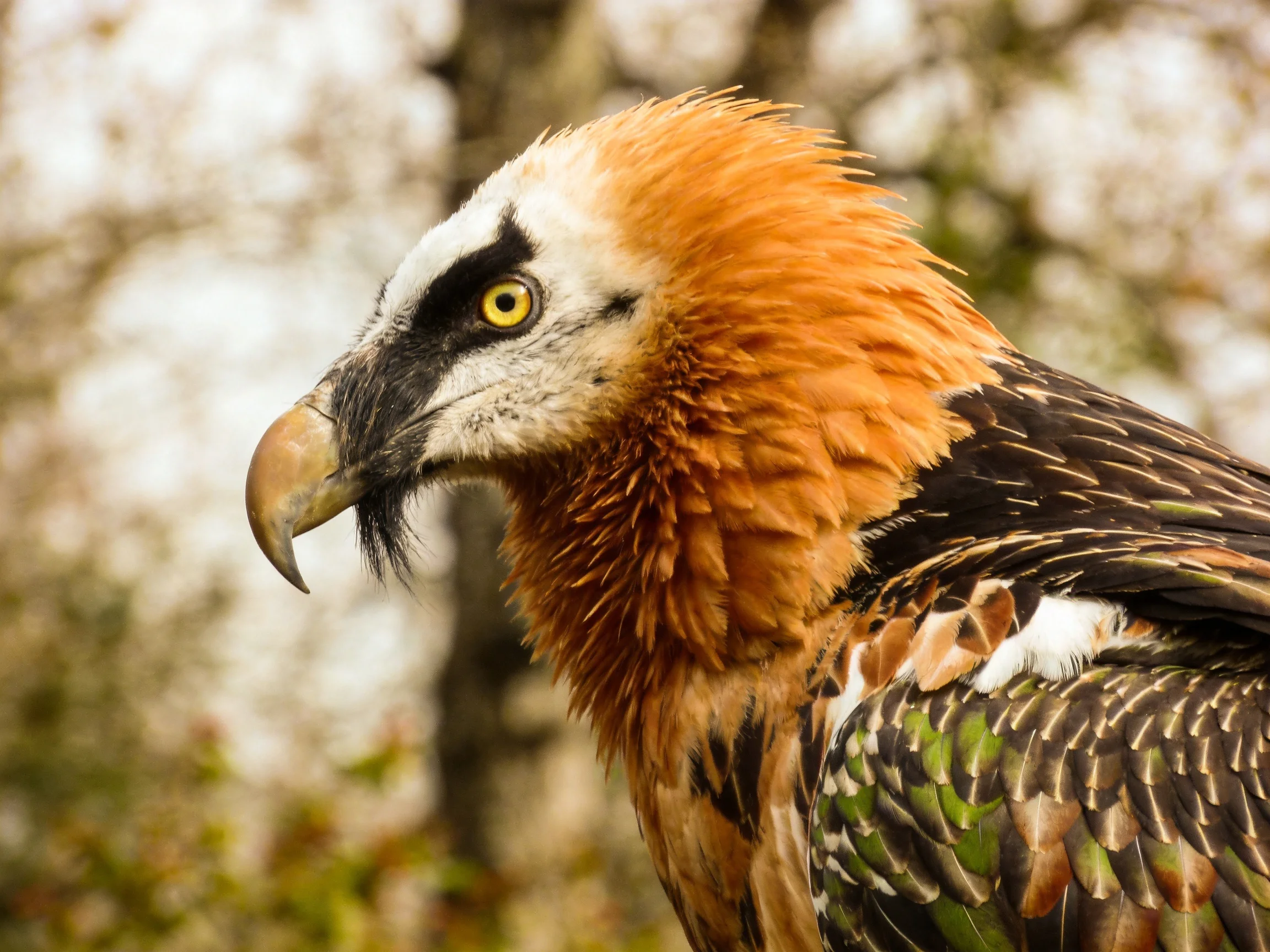 Close-up of a bird with vibrant orange, white, and dark plumage