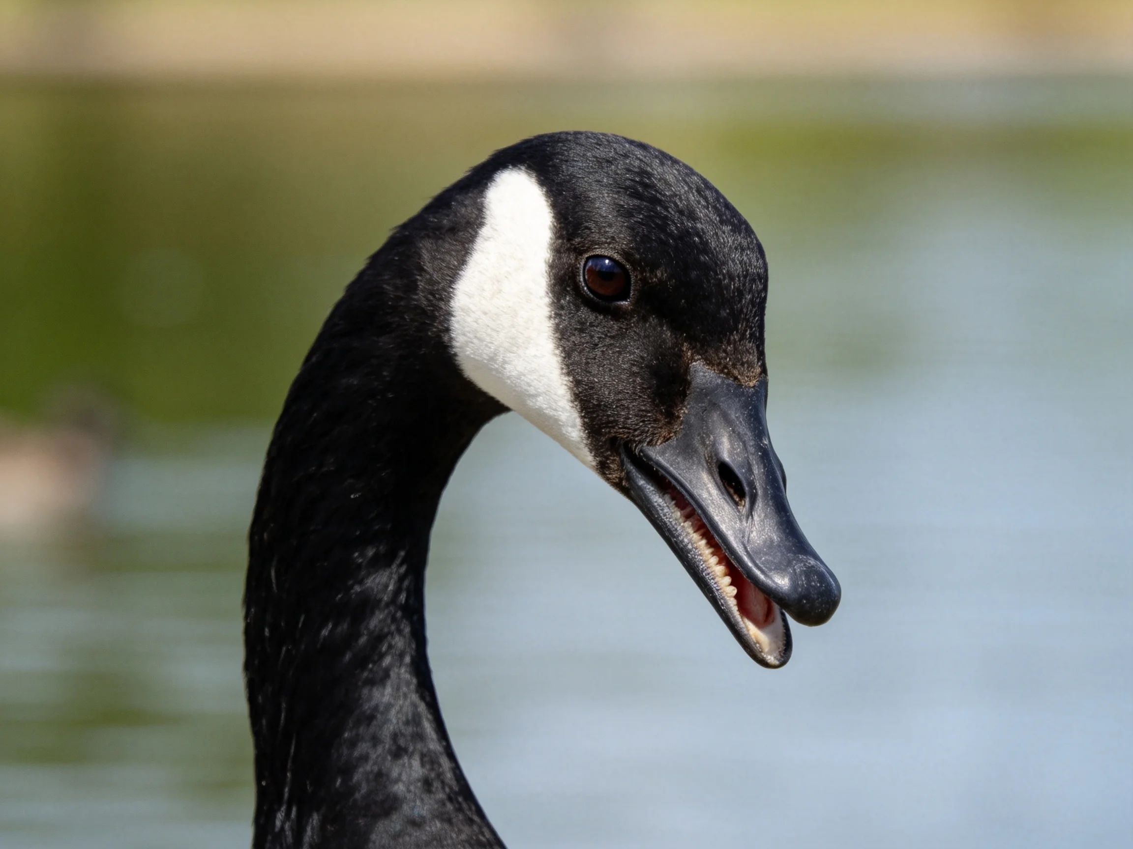 A close-up photograph of a black and white Canada goose beside calm water.