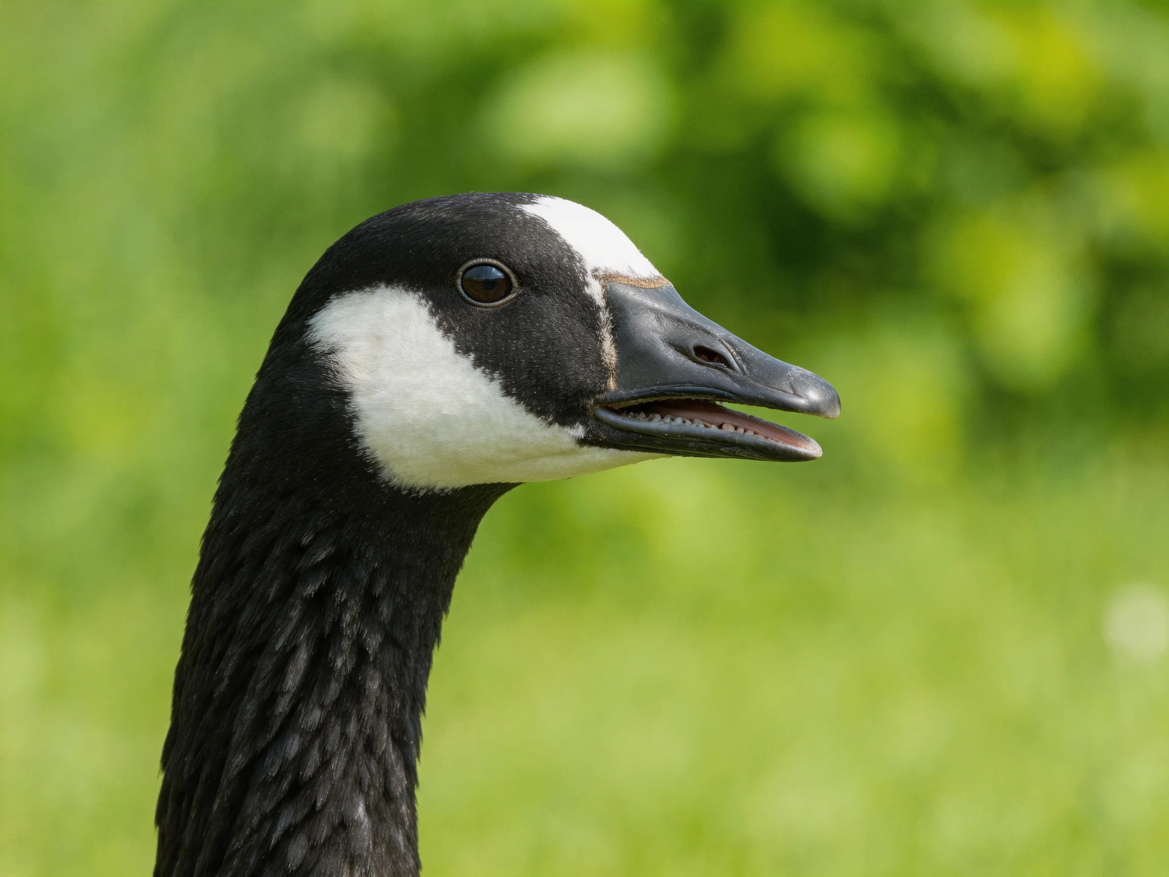 Close - up of a black and white goose with green foliage background