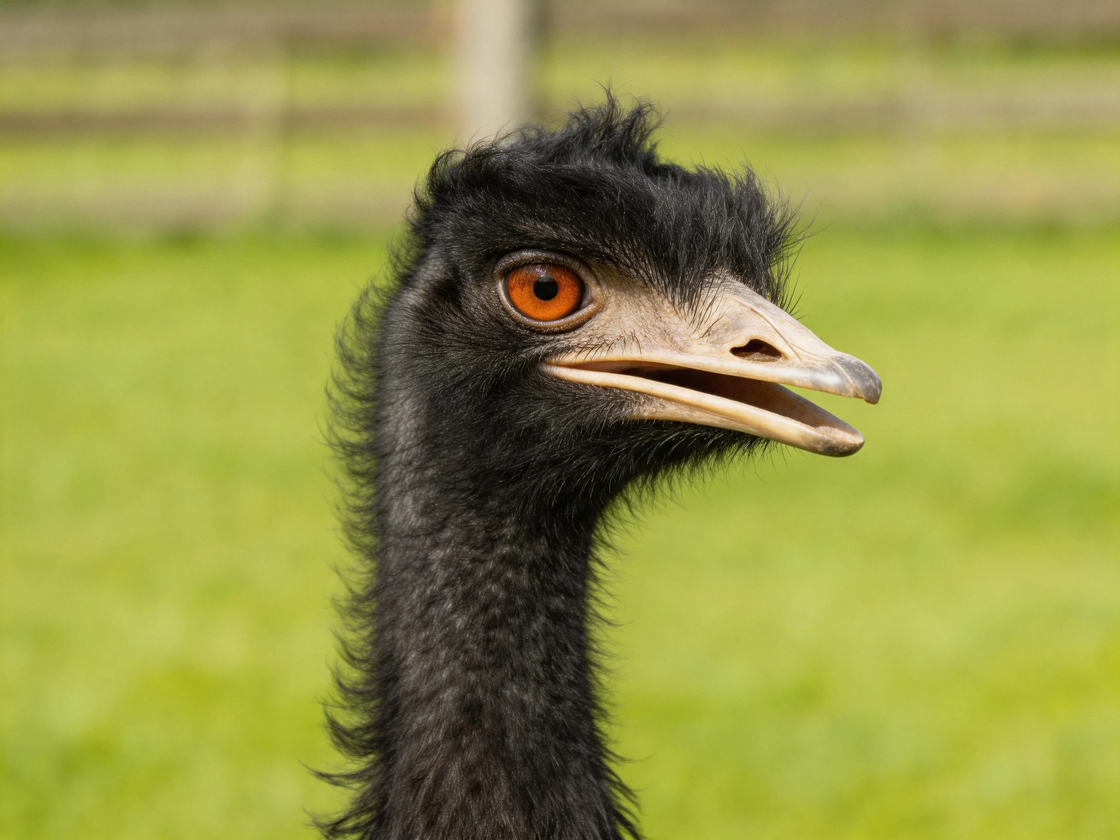 Close-up of a black-feathered emu with bright orange eye