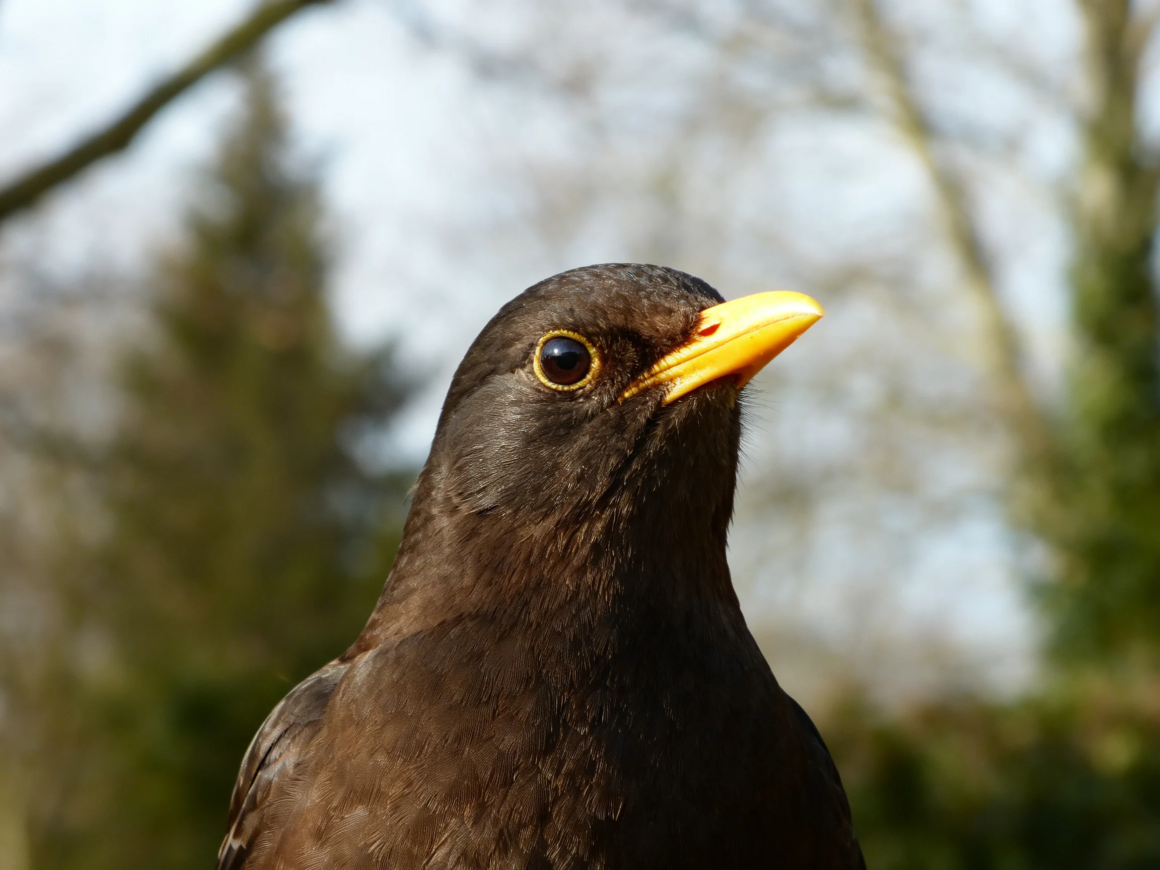 Close-up of a blackbird with dark plumage and vibrant yellow beak
