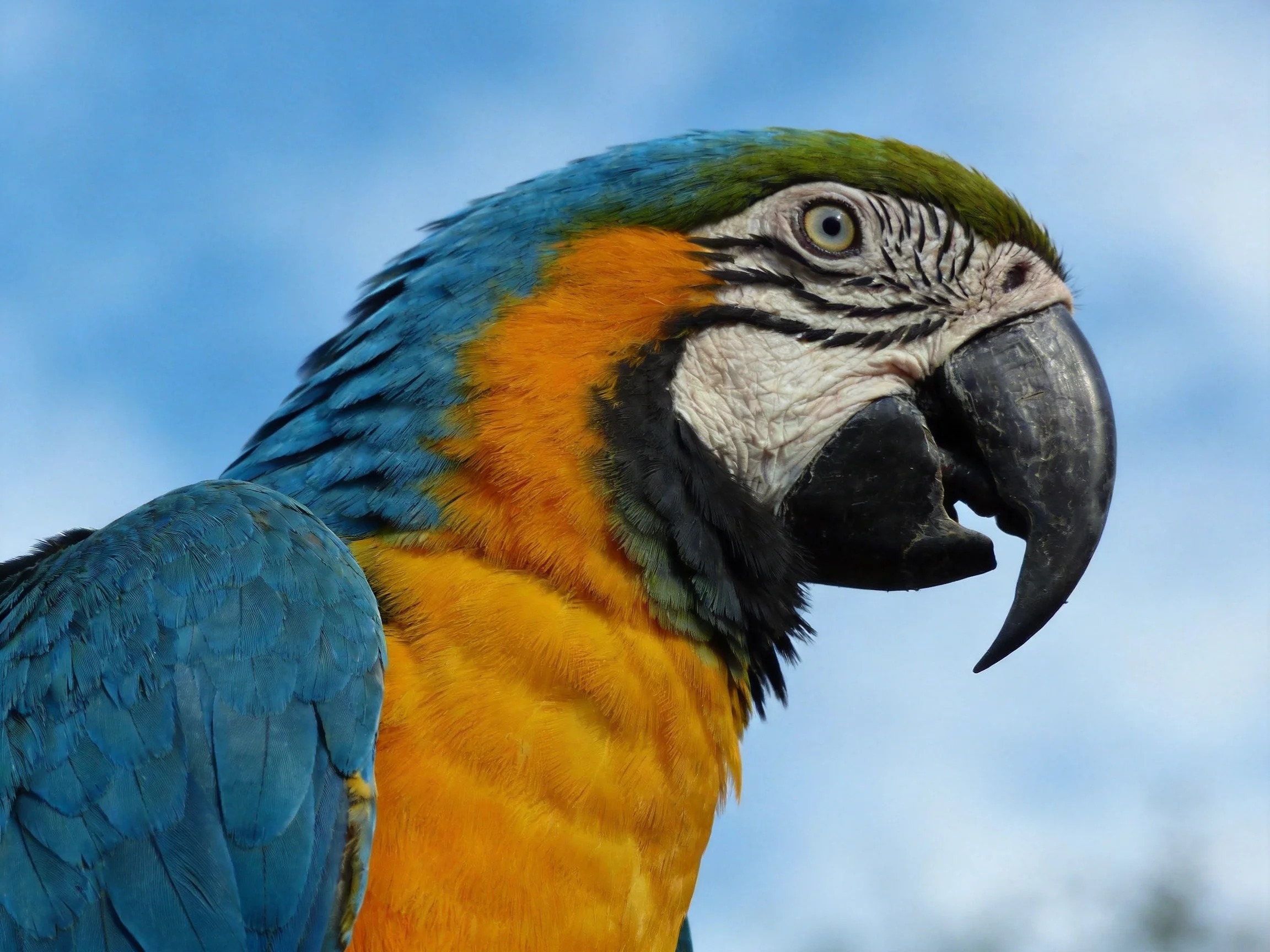 Close-up of a blue and gold macaw with green head