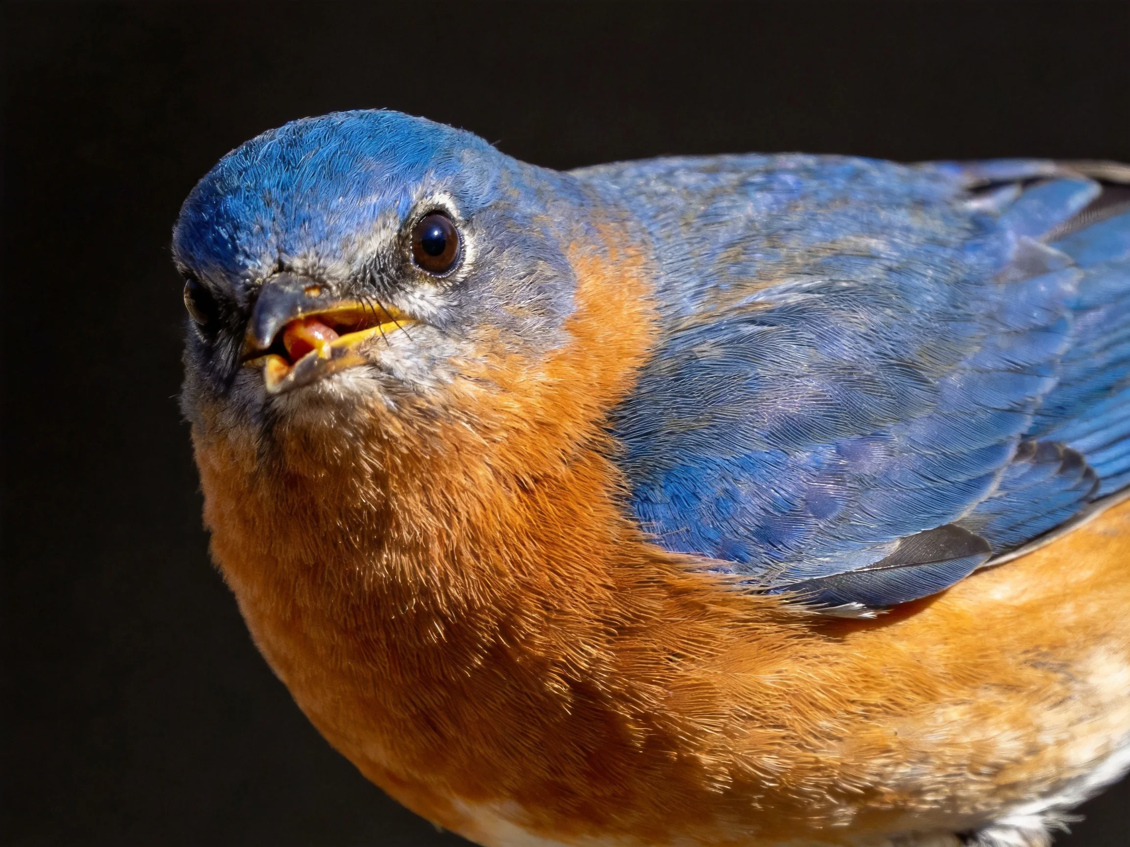 Close-up of a bluebird with vibrant blue and rust plumage