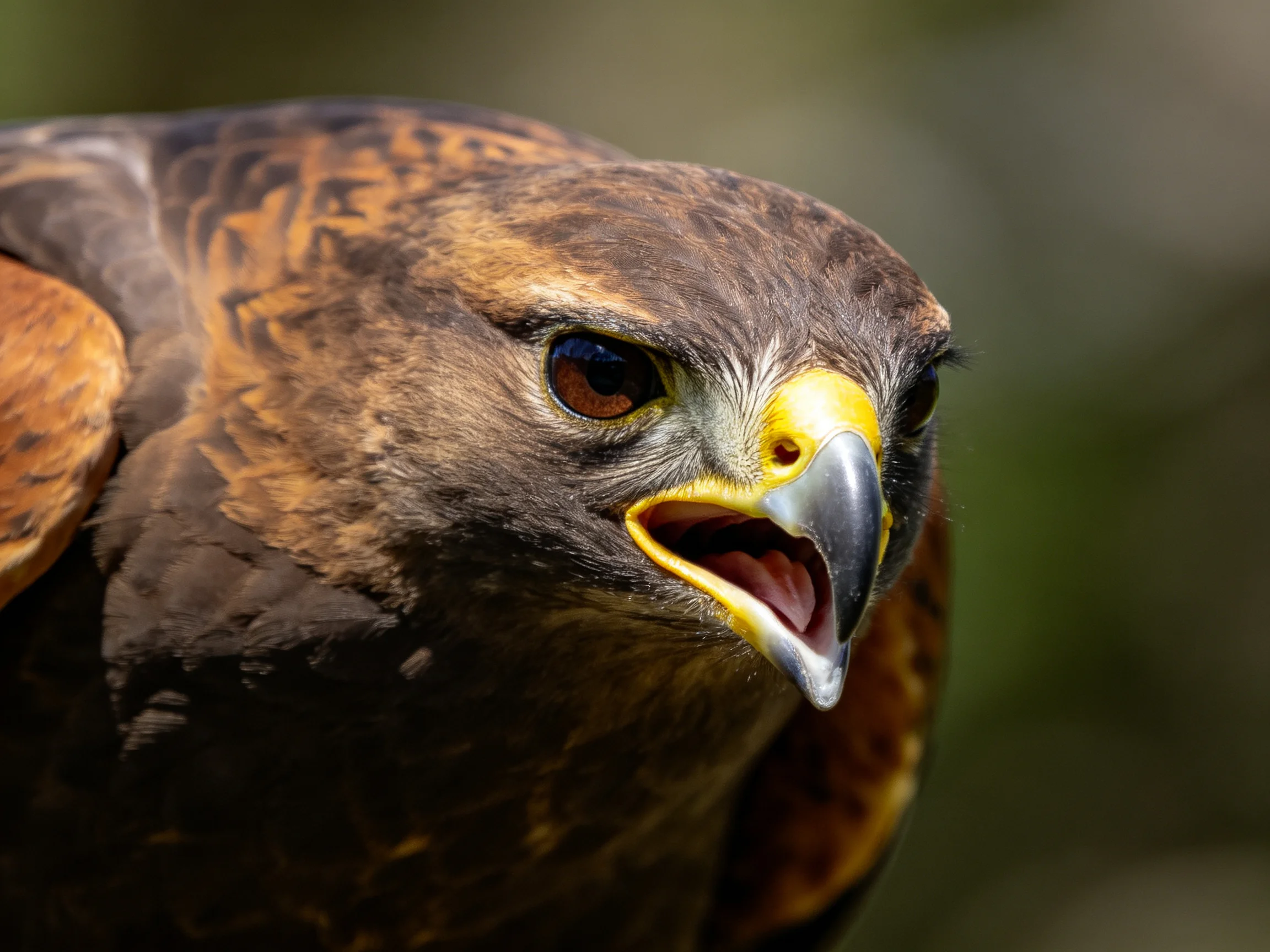 Close - up of a brown and orange raptor with yellow beak