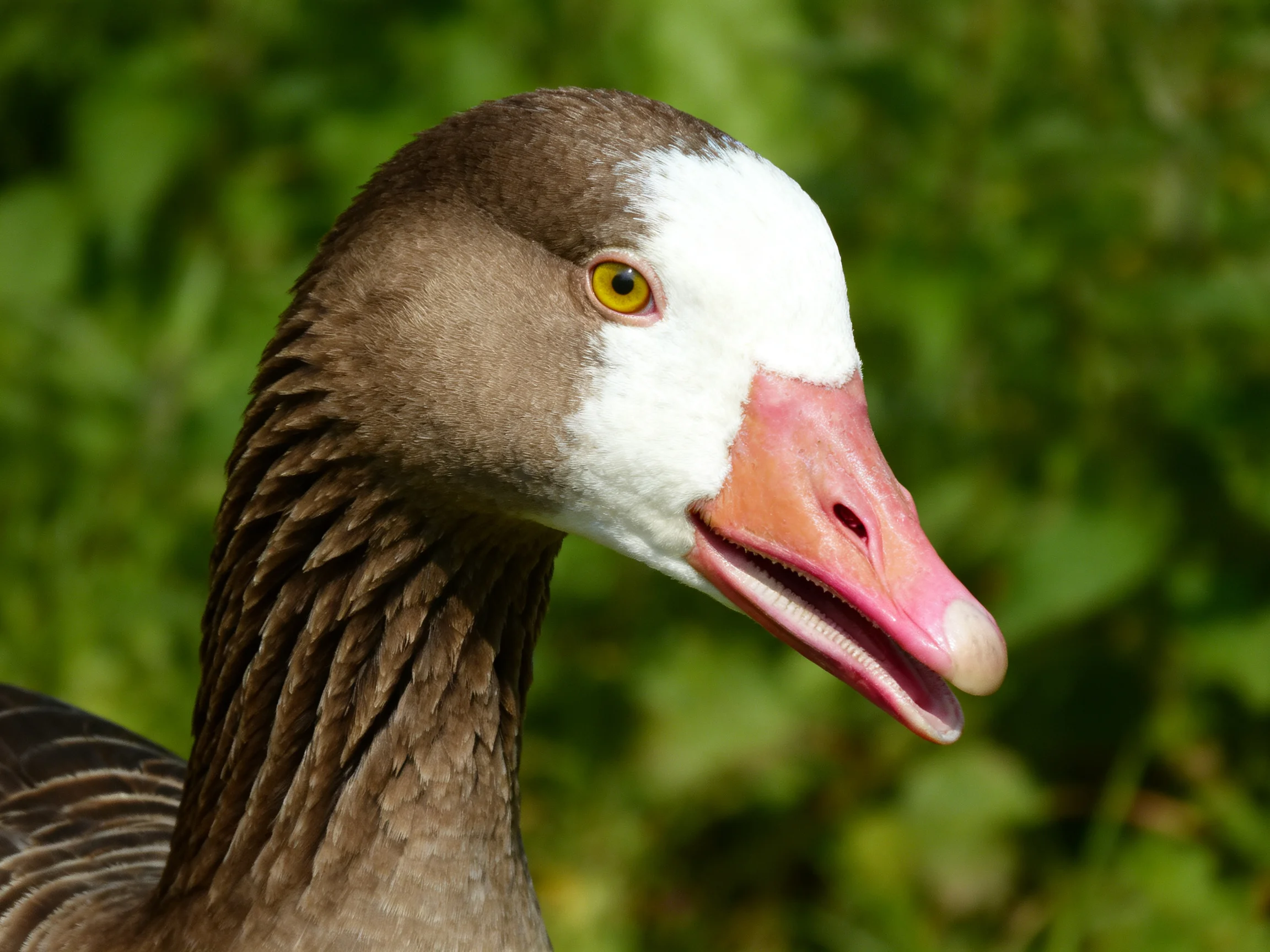 Close - up of a brown and white goose with a pink beak
