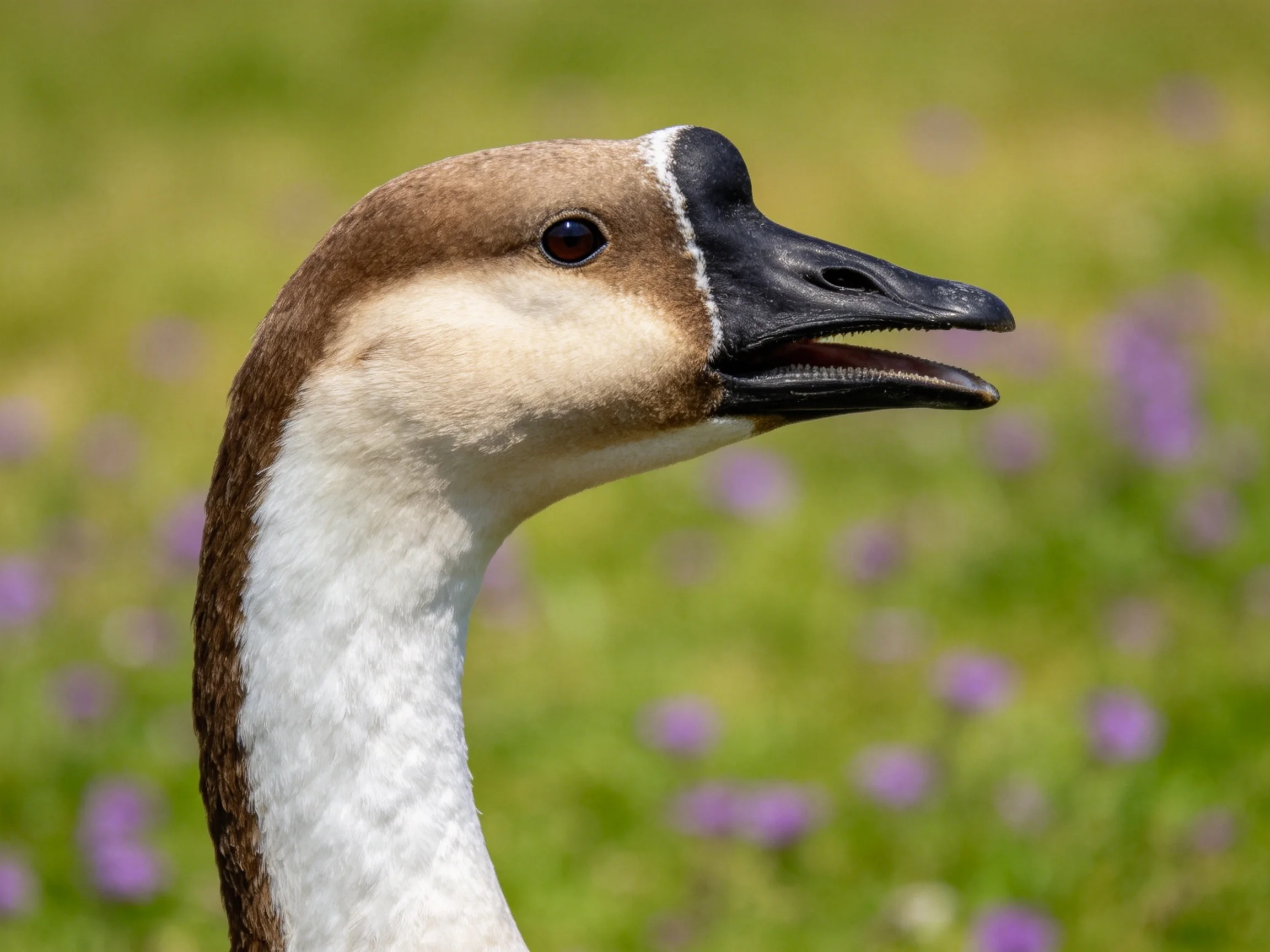 Close - up of a brown and white goose with an open beak