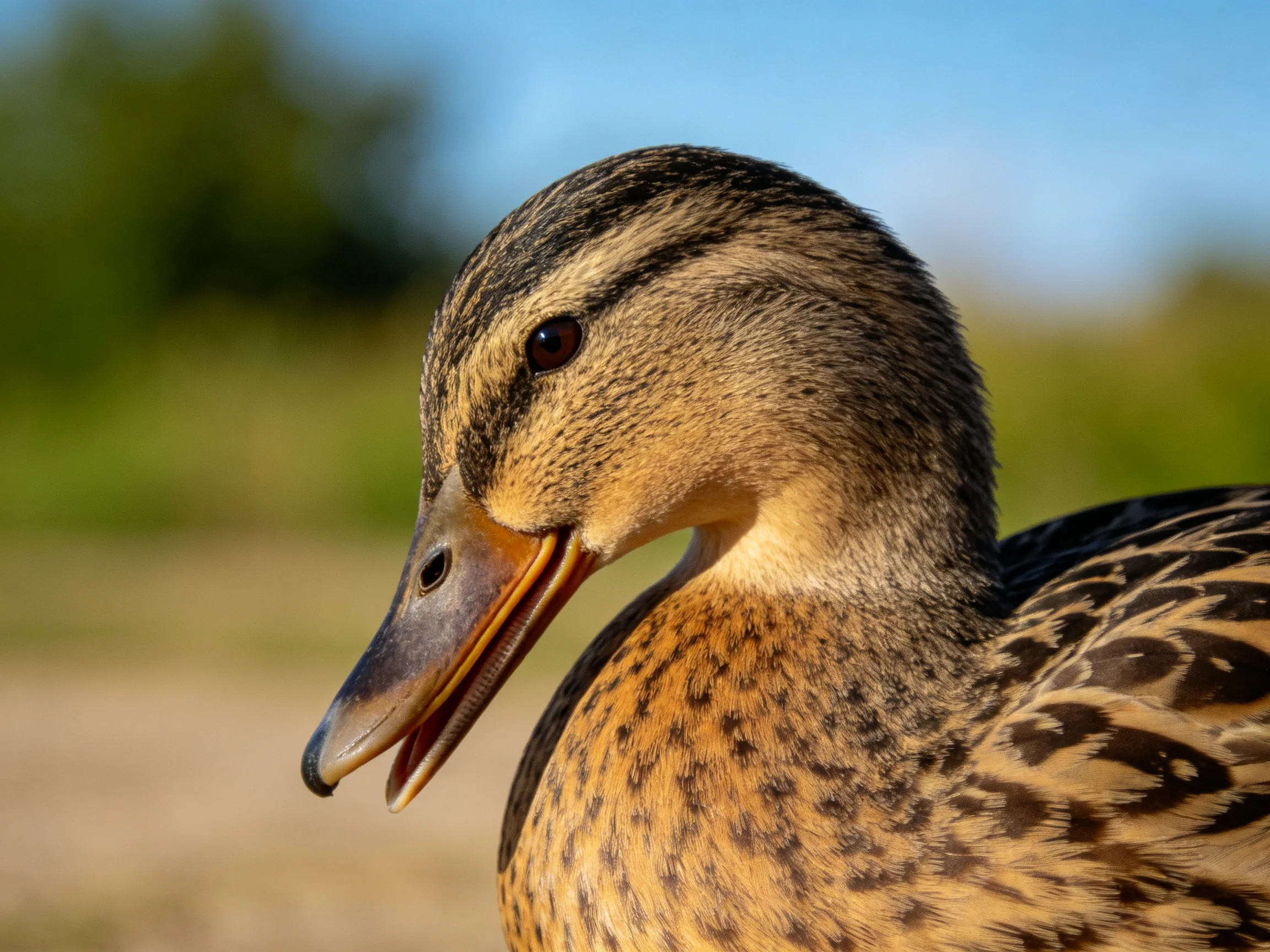 Close - up of a brown, black, and tan speckled duck with an orange beak