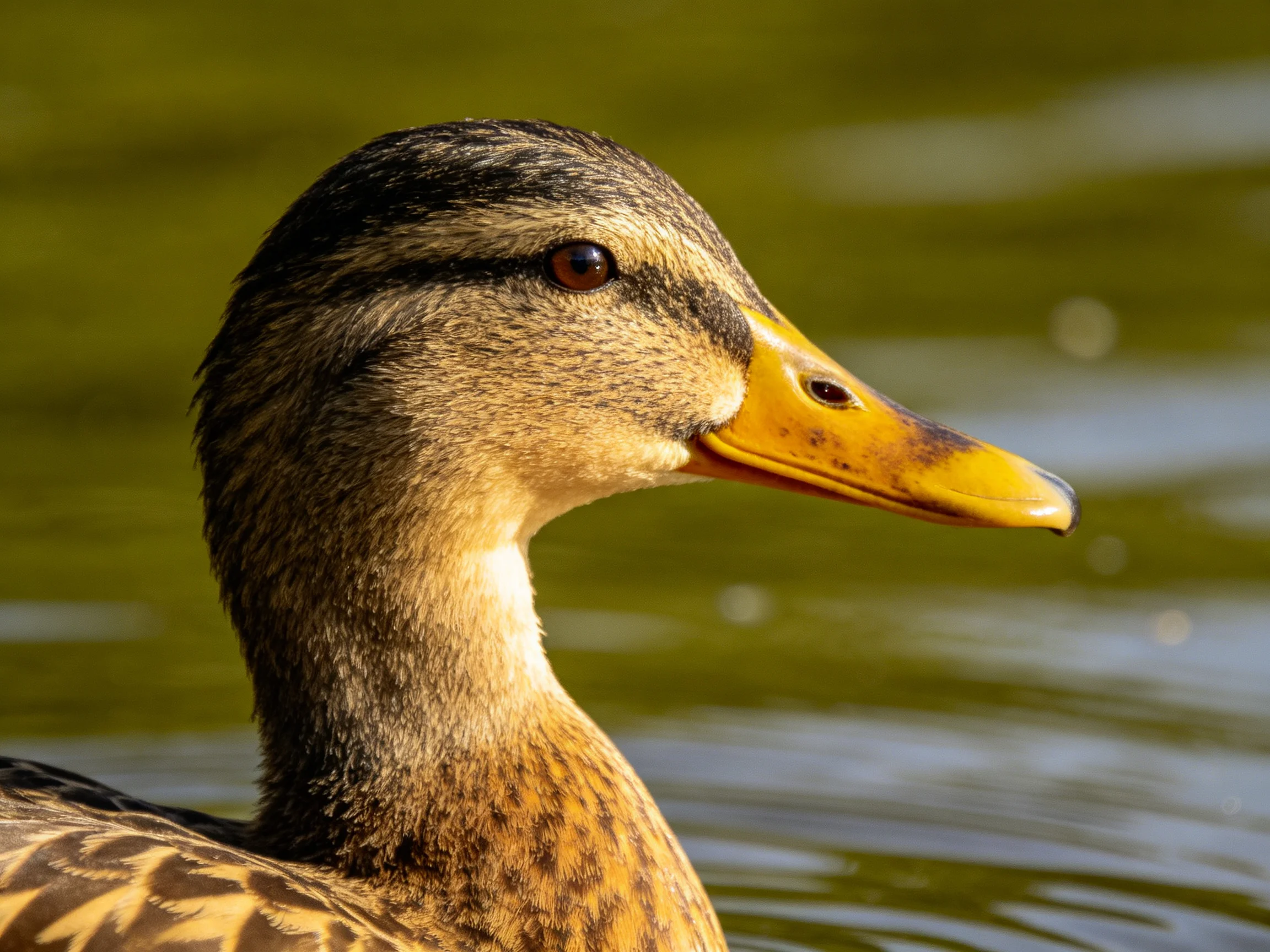 A brown duck with a bright yellow beak is shown near green water.