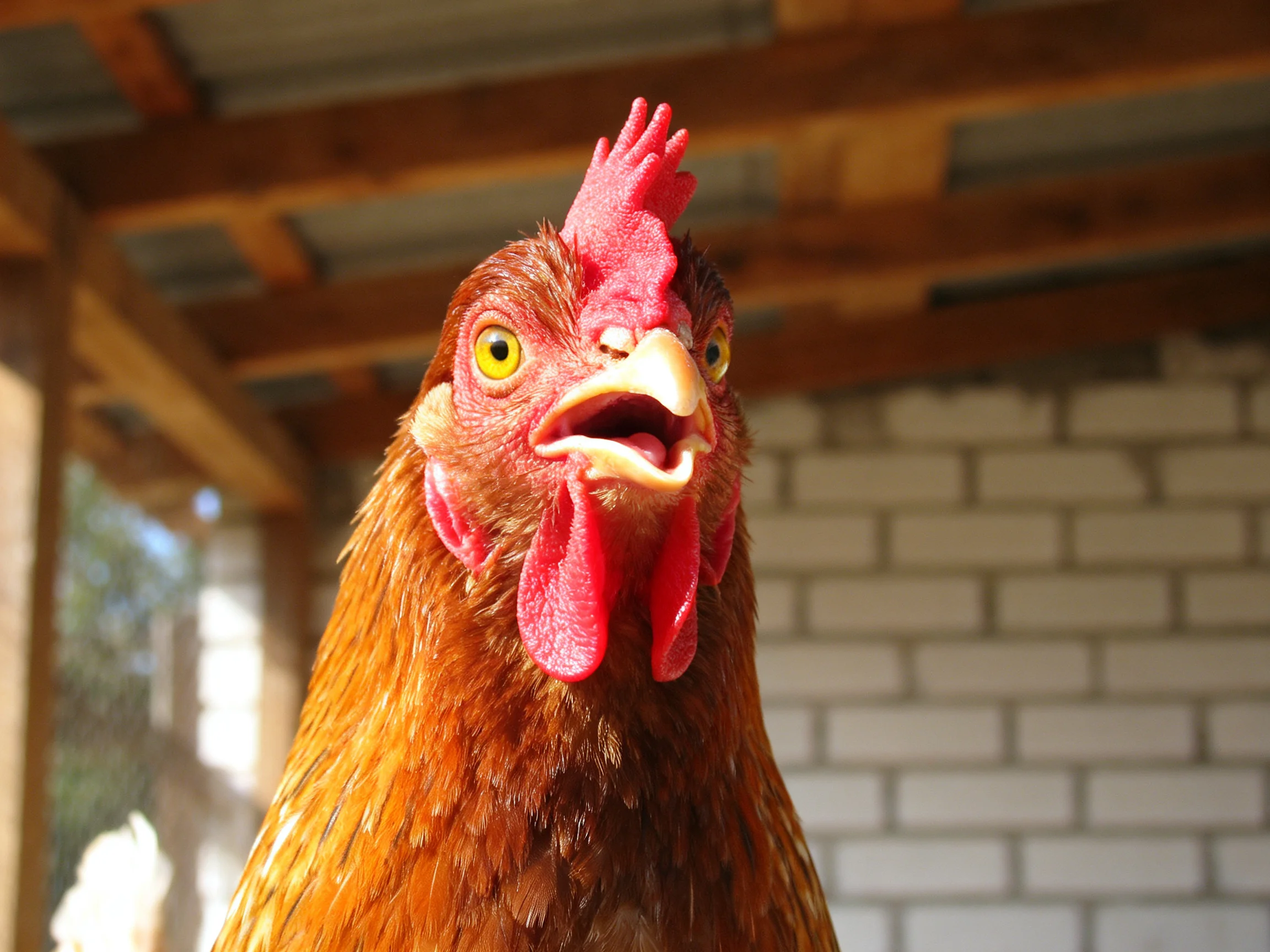 Close-up of a brown-feathered chicken with red comb and yellow eyes