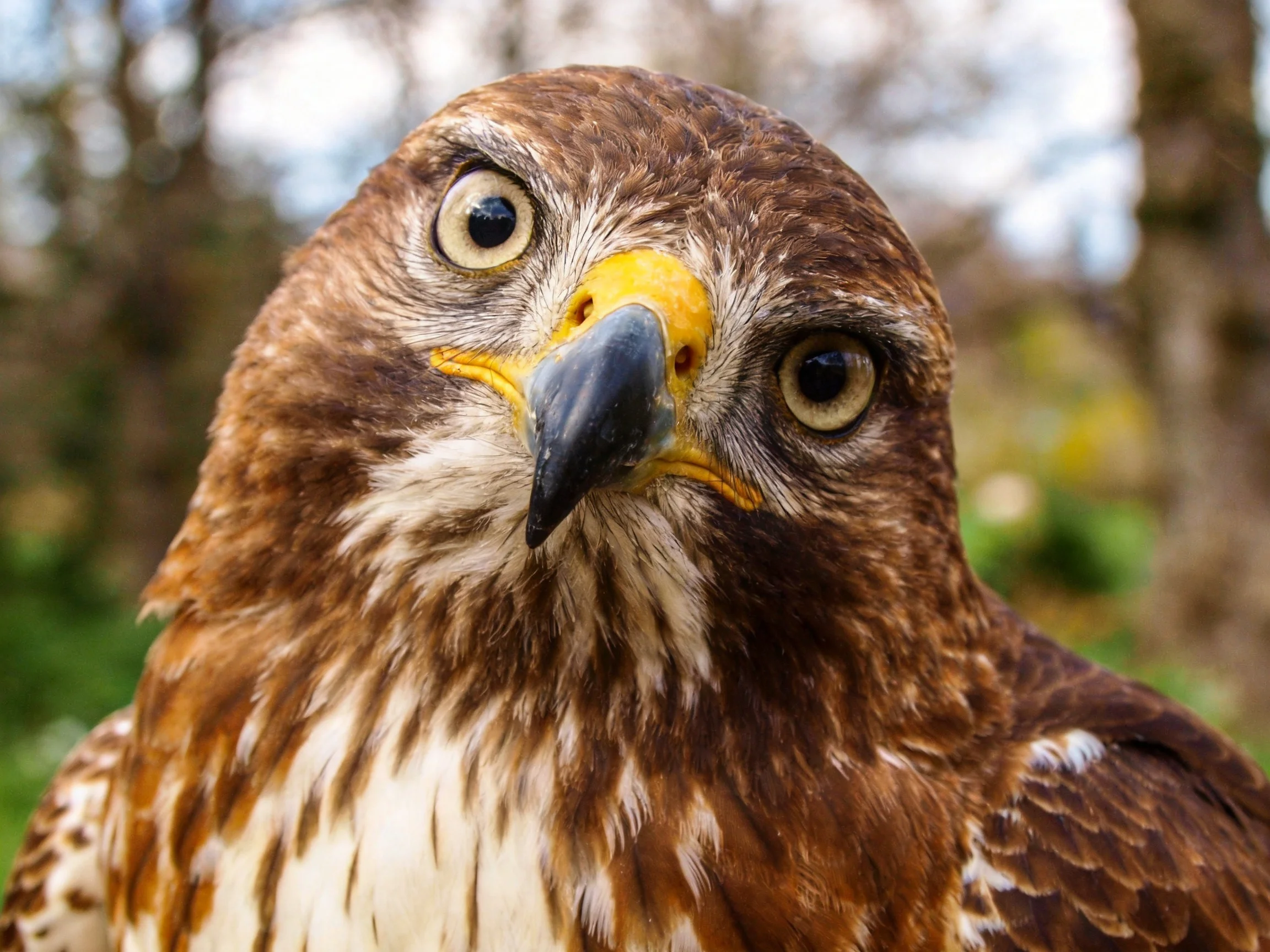 Close-up of a brown-feathered raptor with a yellow beak