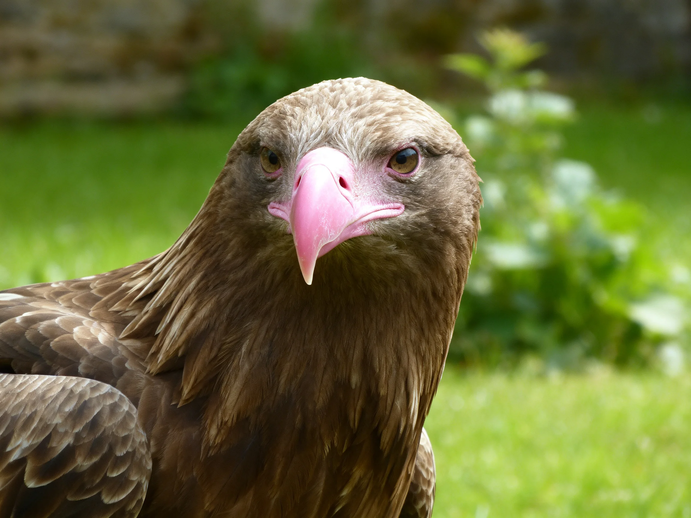 A brown-feathered raptor with a pink beak is shown in a green outdoor setting.