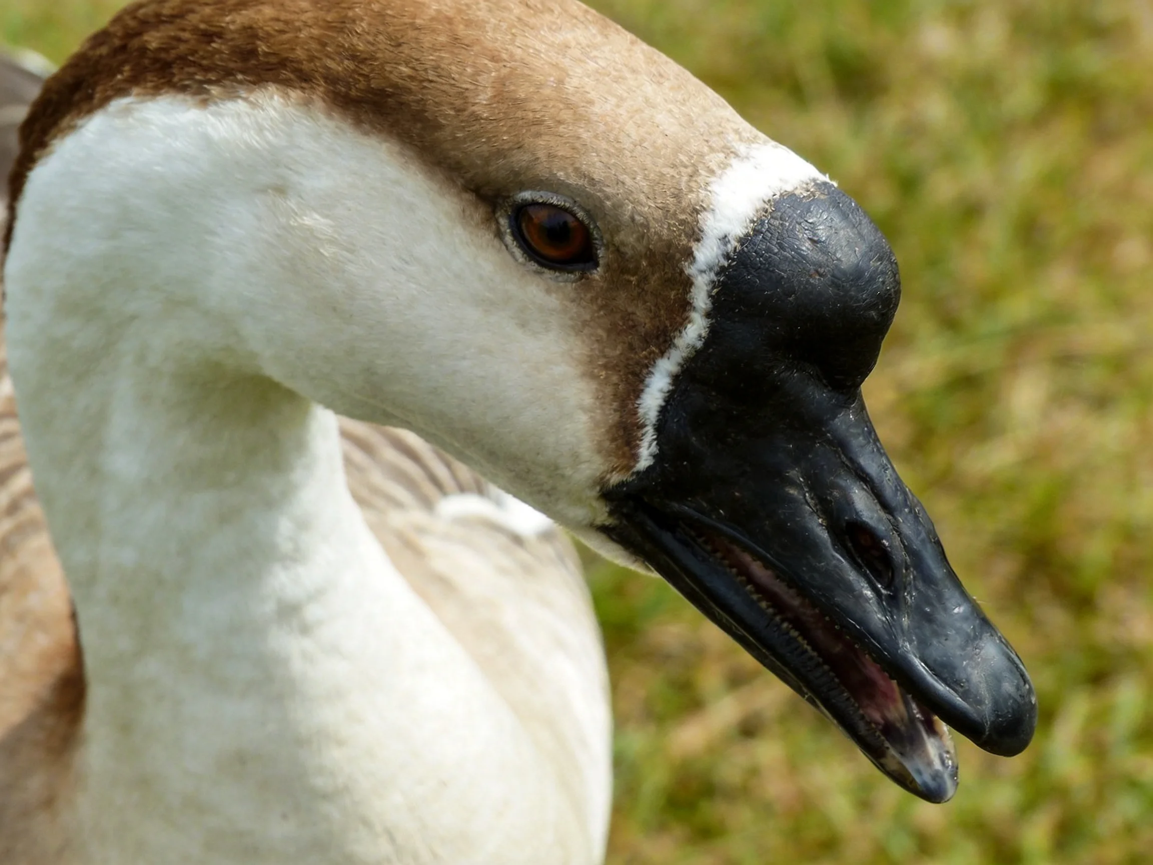 Close-up of a brown-headed waterfowl with black beak and white plumage.