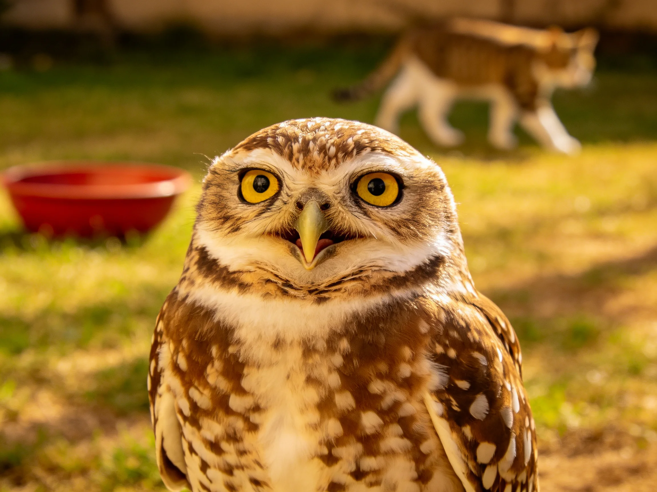 Close - up of a brown - spotted owl with a cat and red dish in the background