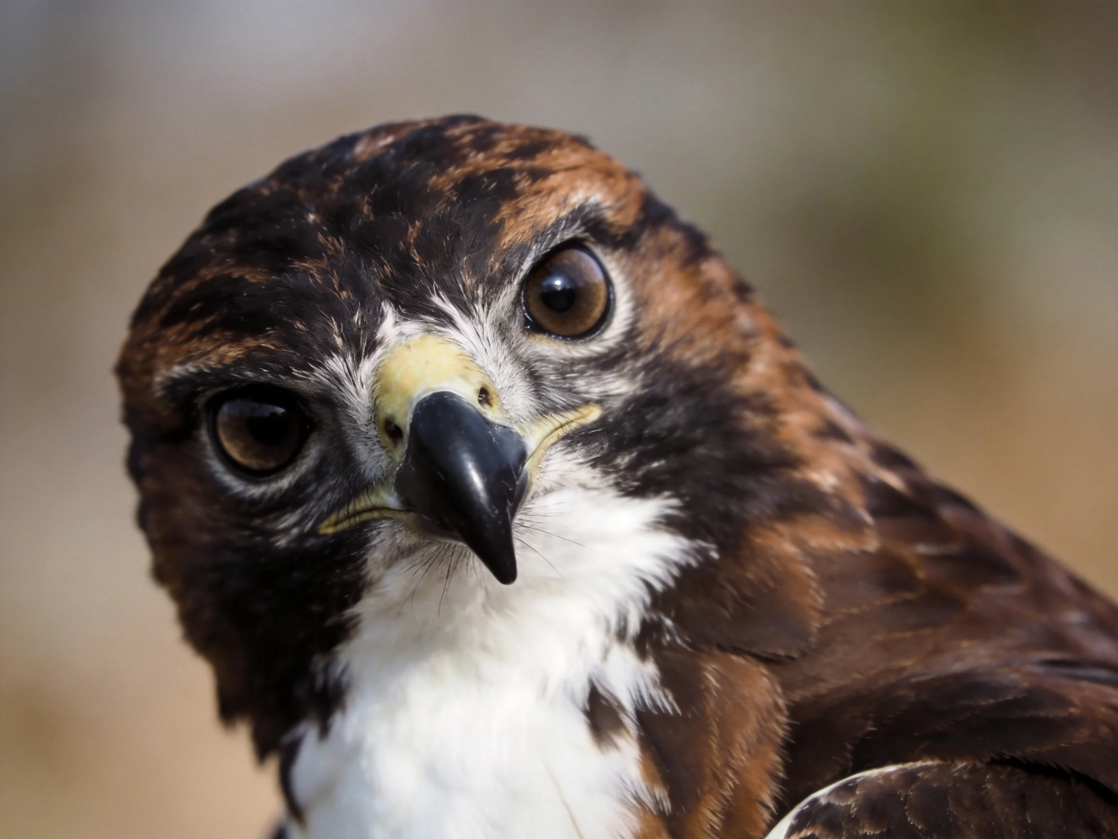 Close - up of a brown, white, and black hawk with distinctive features