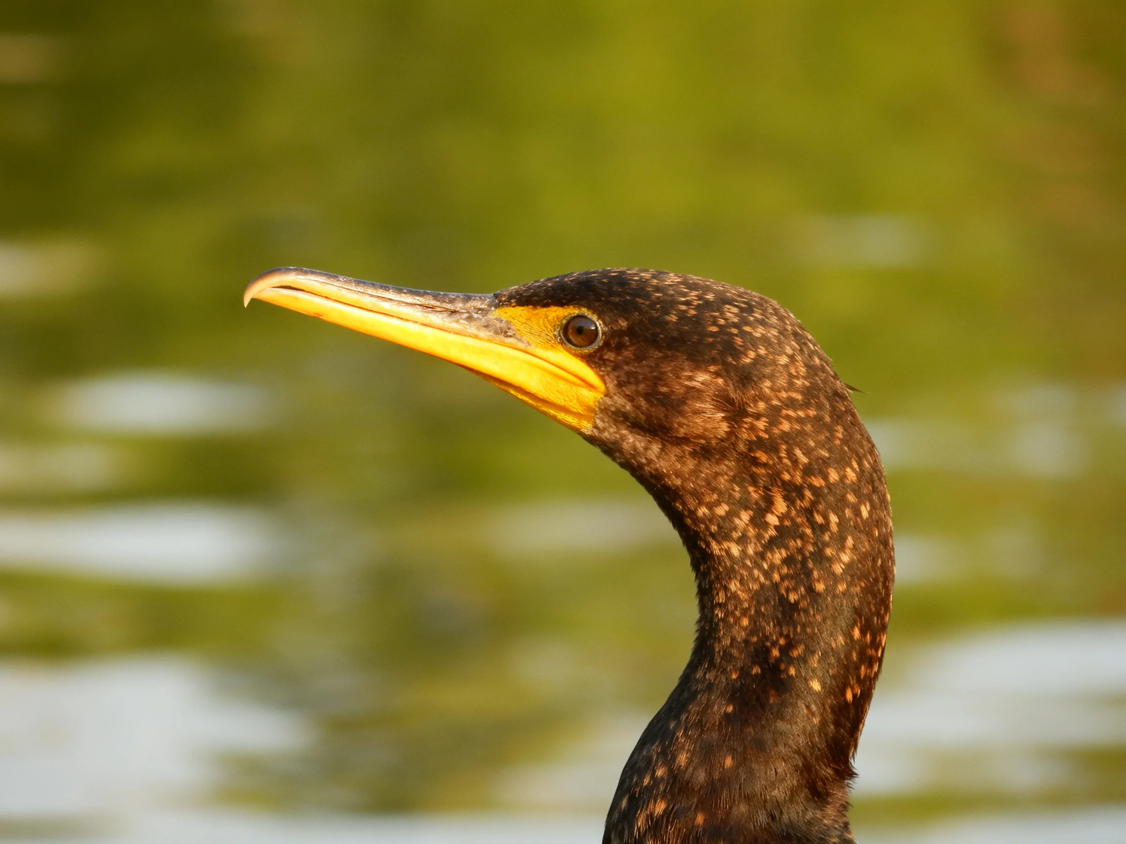 Close-up of a cormorant with yellow beak near green water