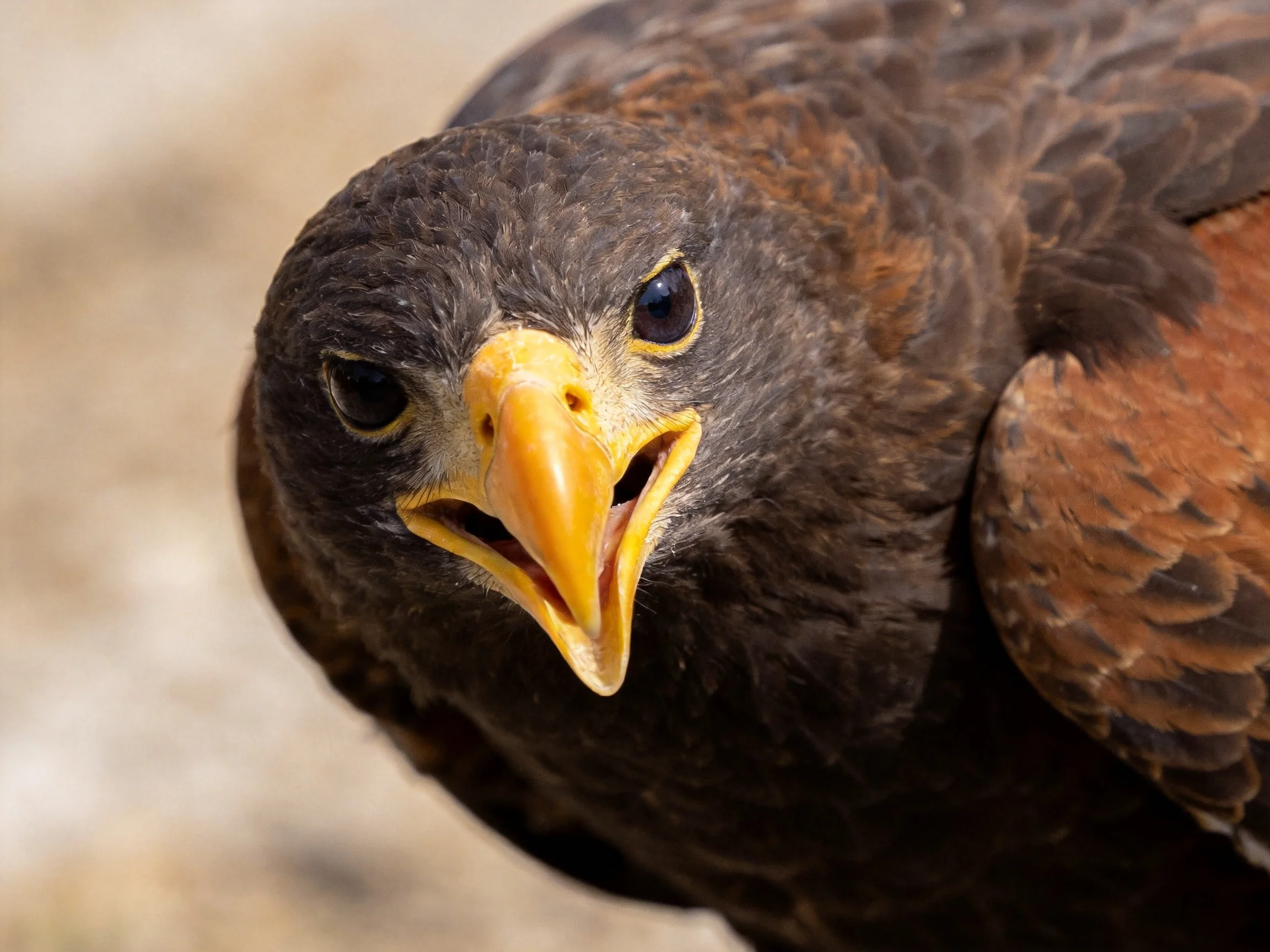 Close-up of a dark brown and reddish-brown raptor with a yellow beak