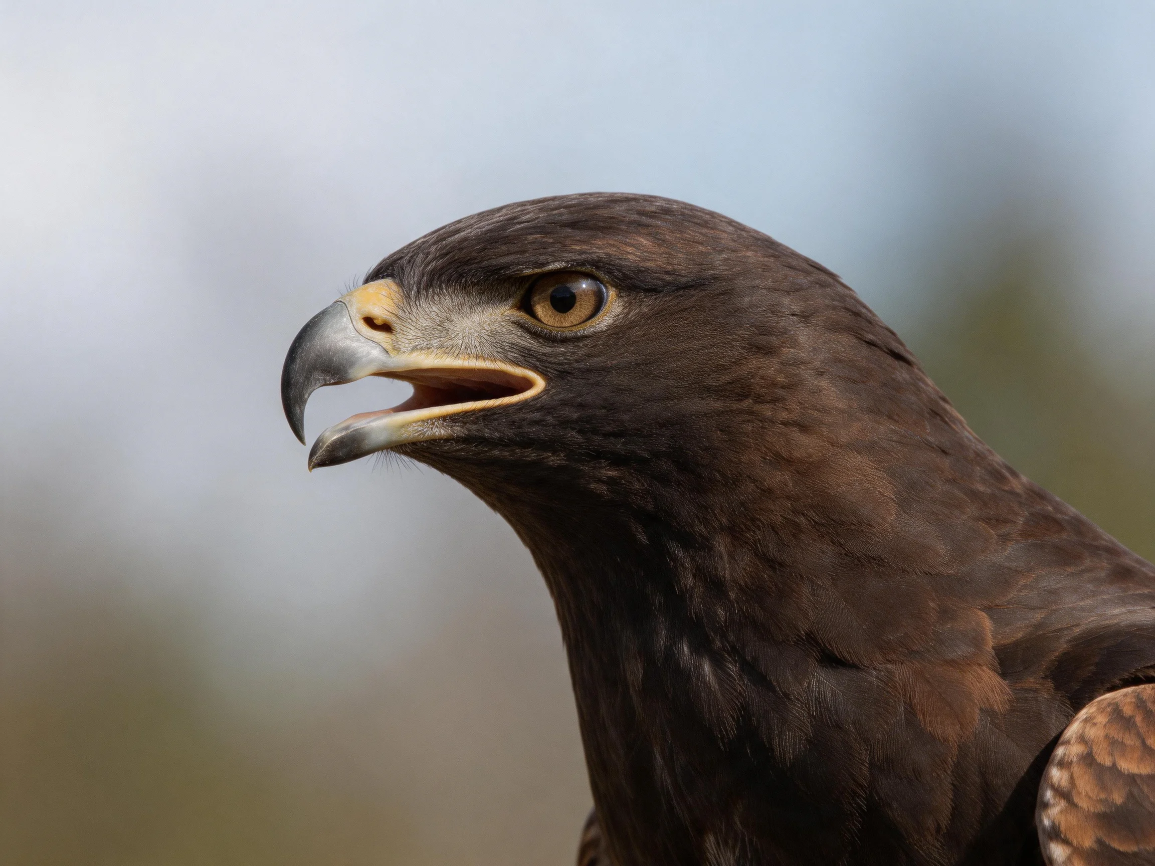 A dark brown eagle with an open beak is featured in a close-up shot.